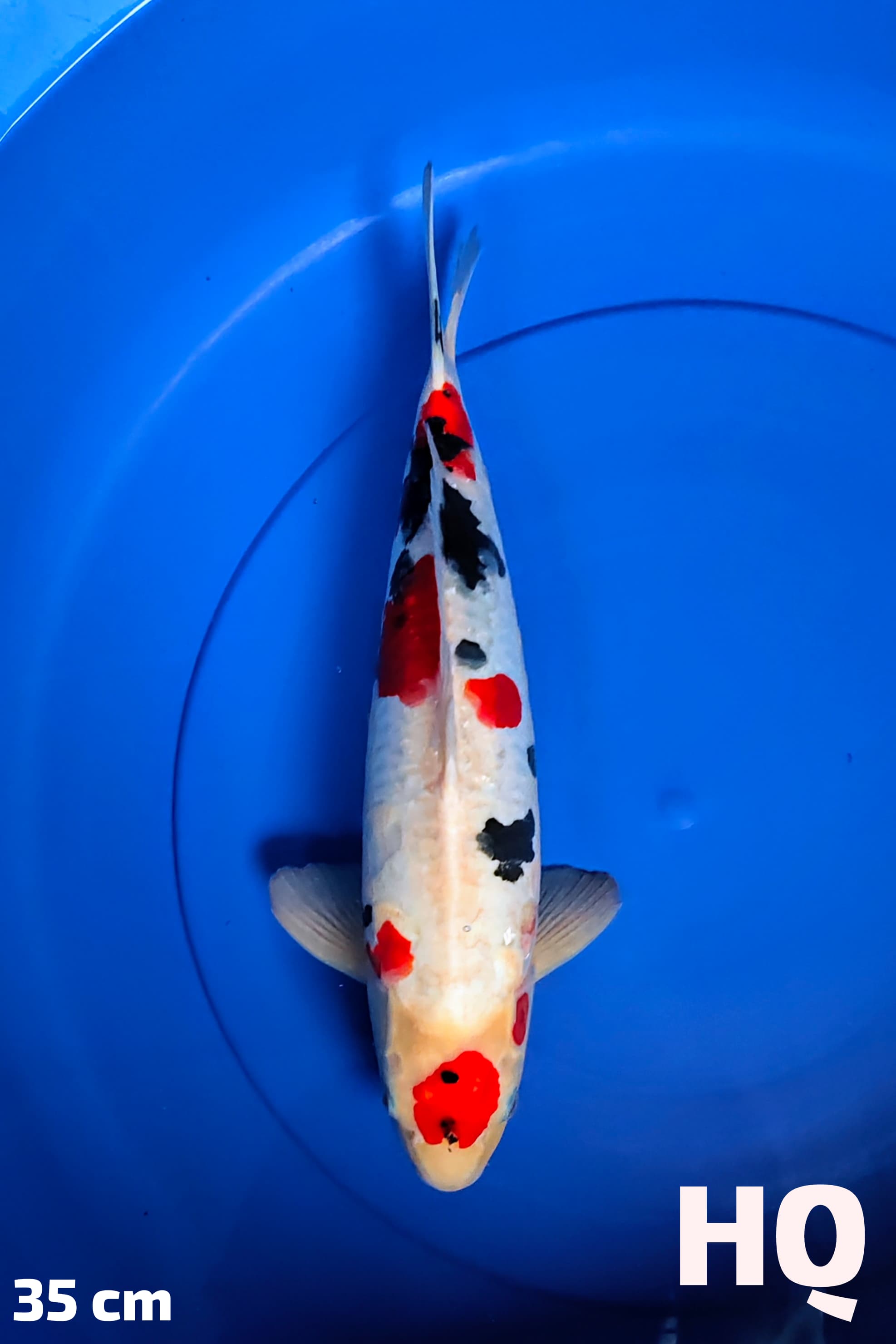 KINDAY SHOWA DOITSU HQ 35cm