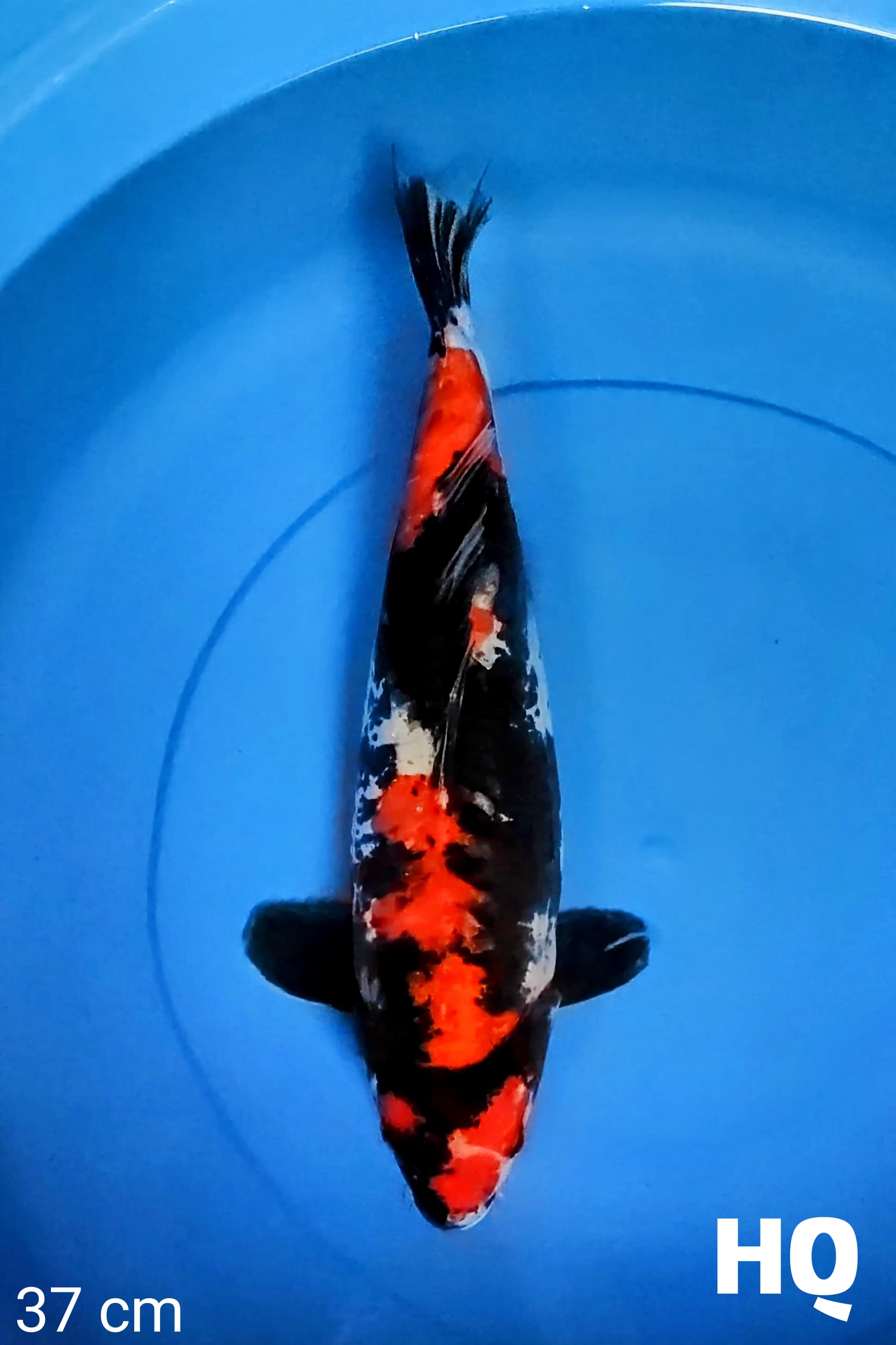 SHOWA DOITSU HQ 37cm