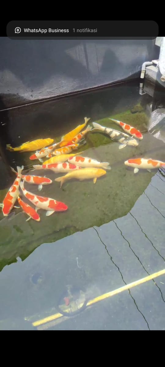 PAKET KOLAM 16 EKOR PILIHAN F1BULKY 4050cm