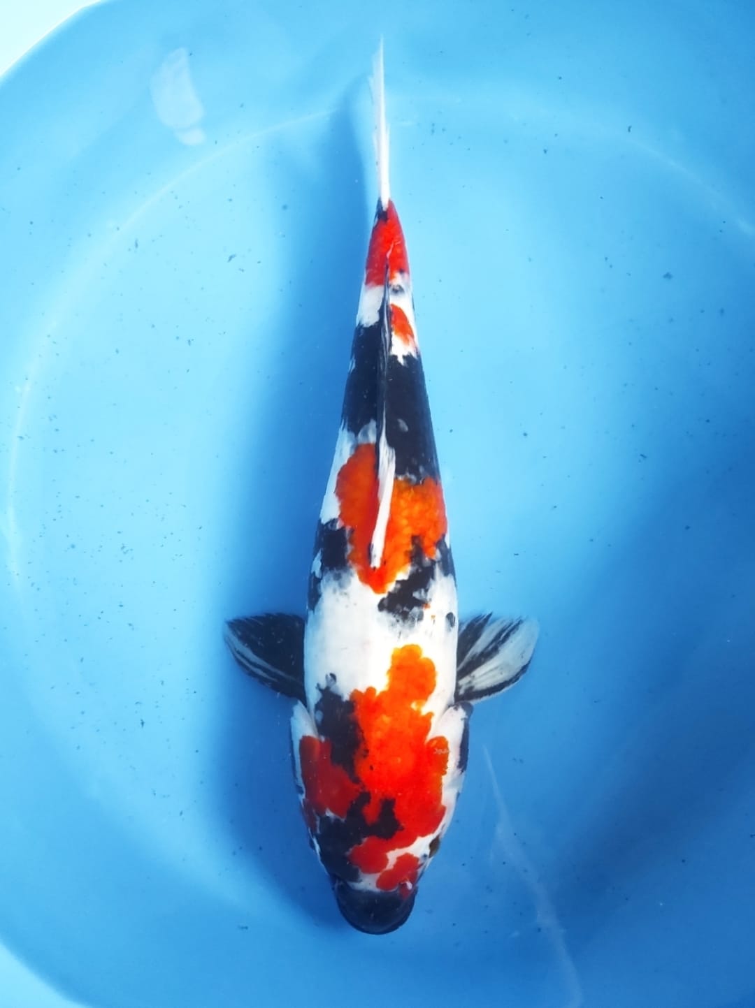 SHOWA SANSOKU 47cm