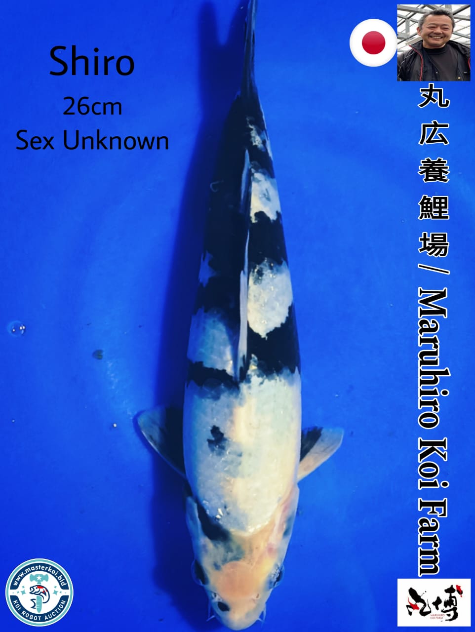 SUPERB SHIRO IMPORT FROM MARUHIRO KOI FARM 26cm