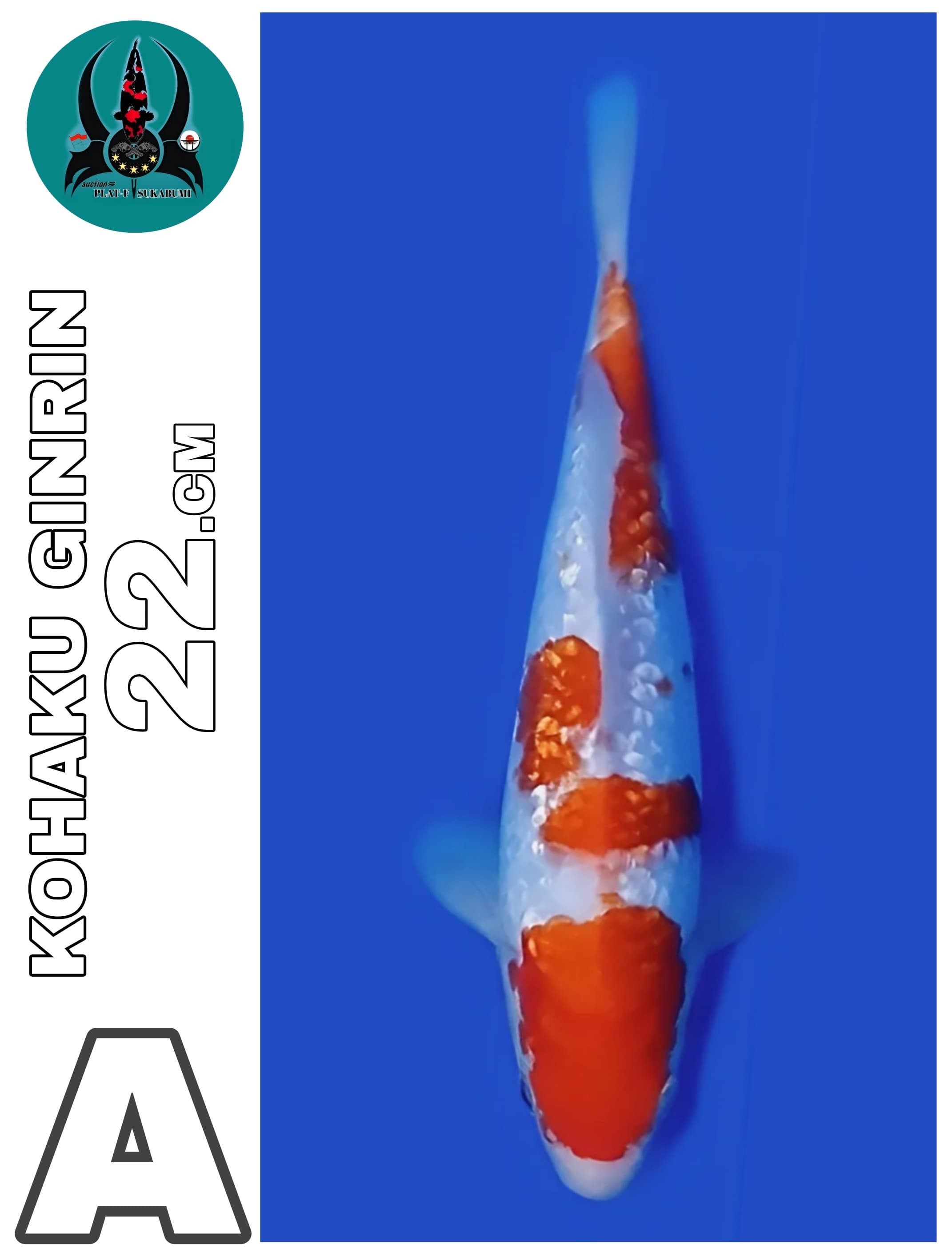 KOHAKU GINGRIN 22cm