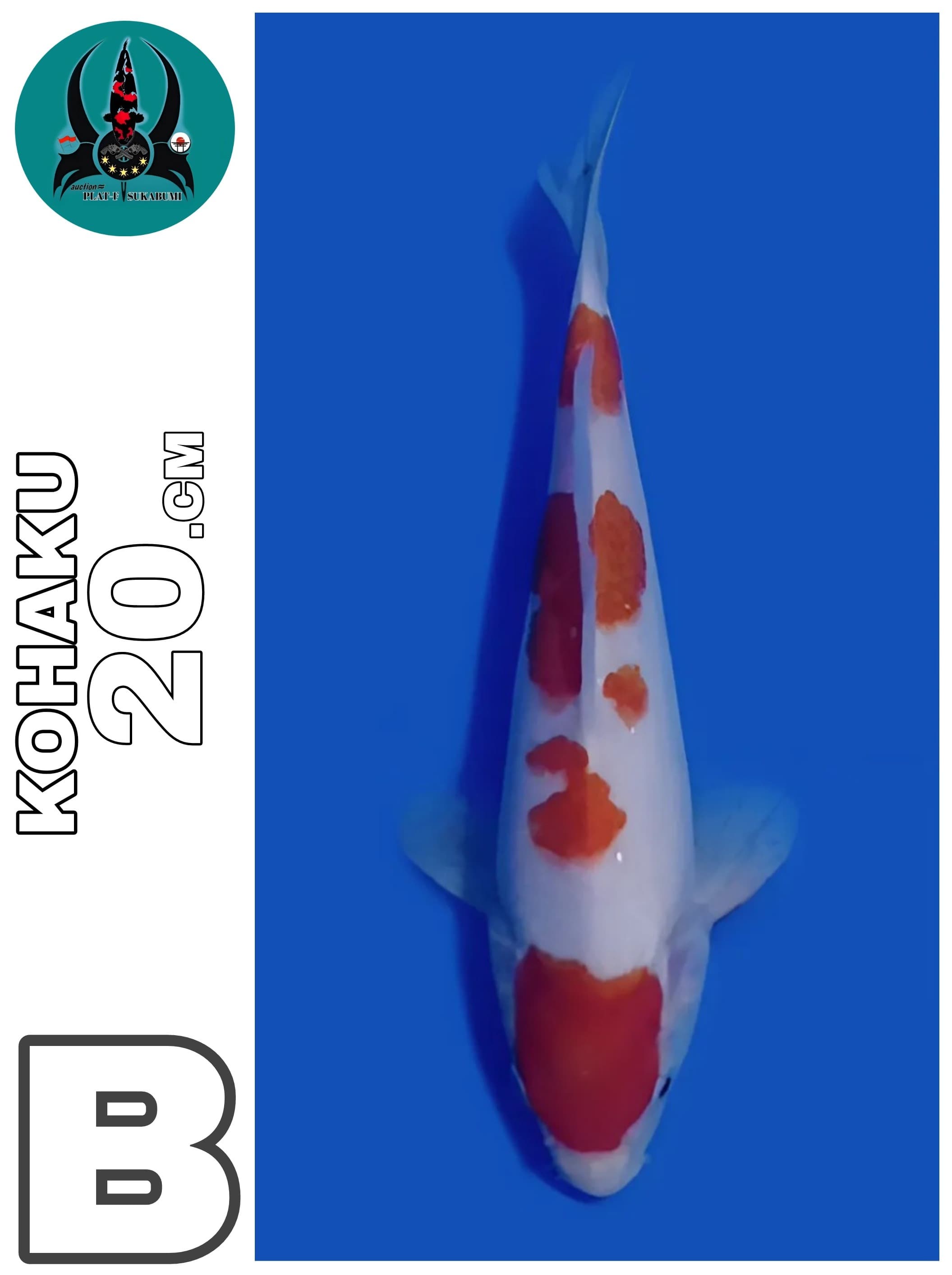 KOHAKU 20cm
