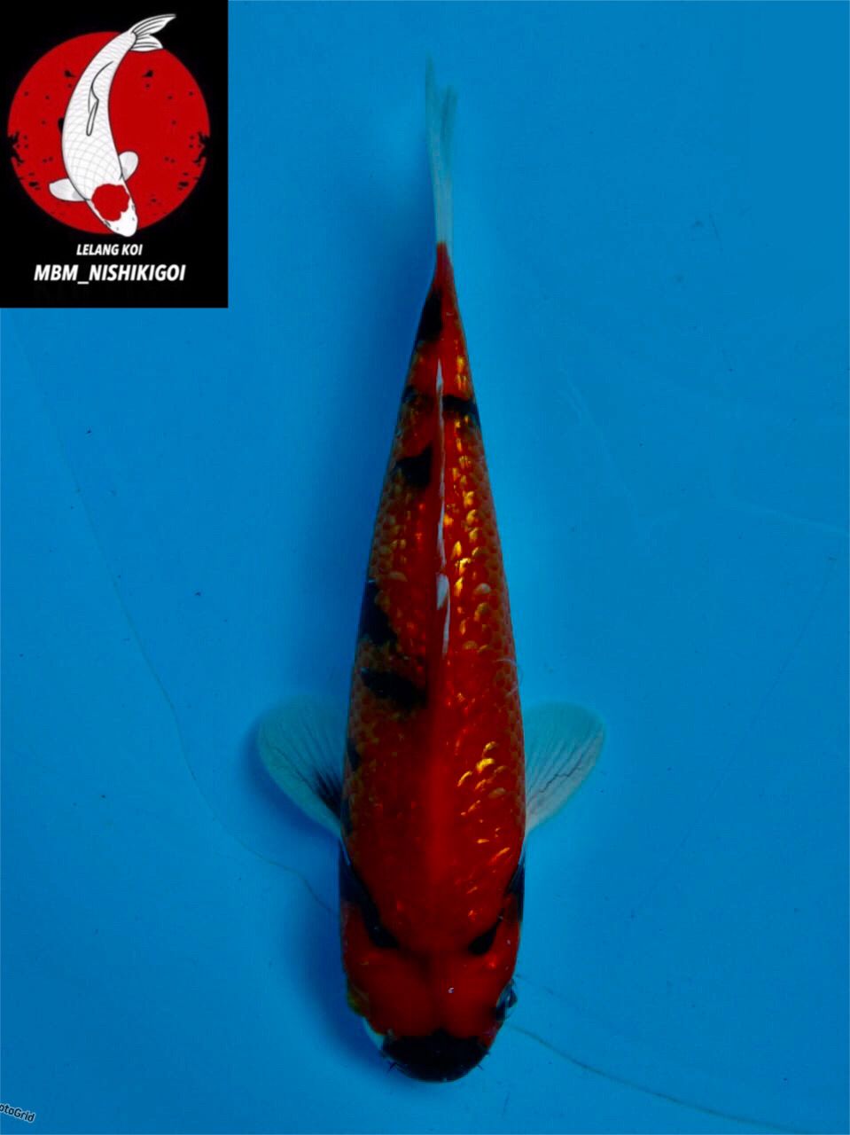 HI UTSURI FULL GINGRIN TATEGOI MALE 20cm