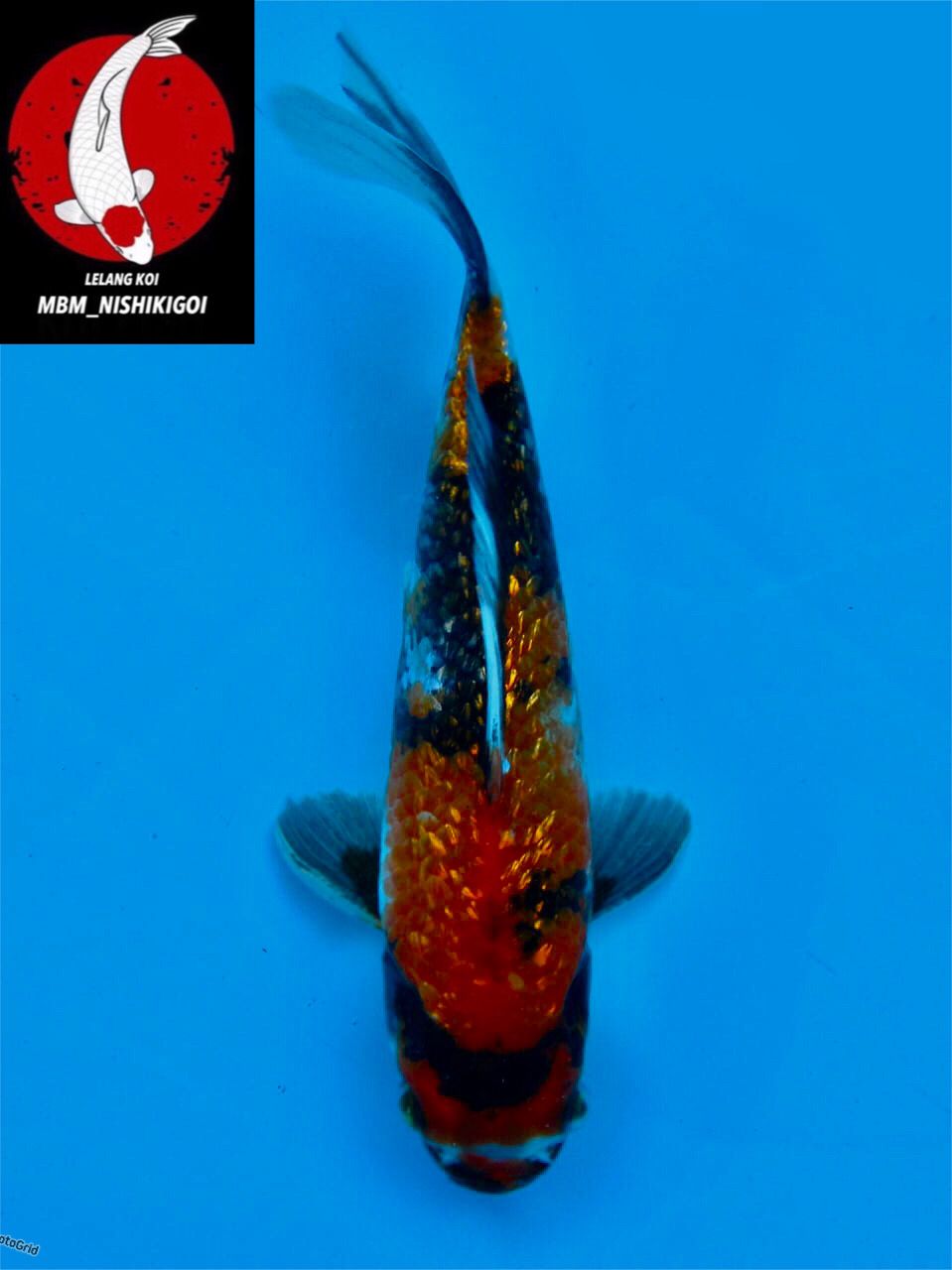 SHOWA GINGRIN FULL MALE 17cm