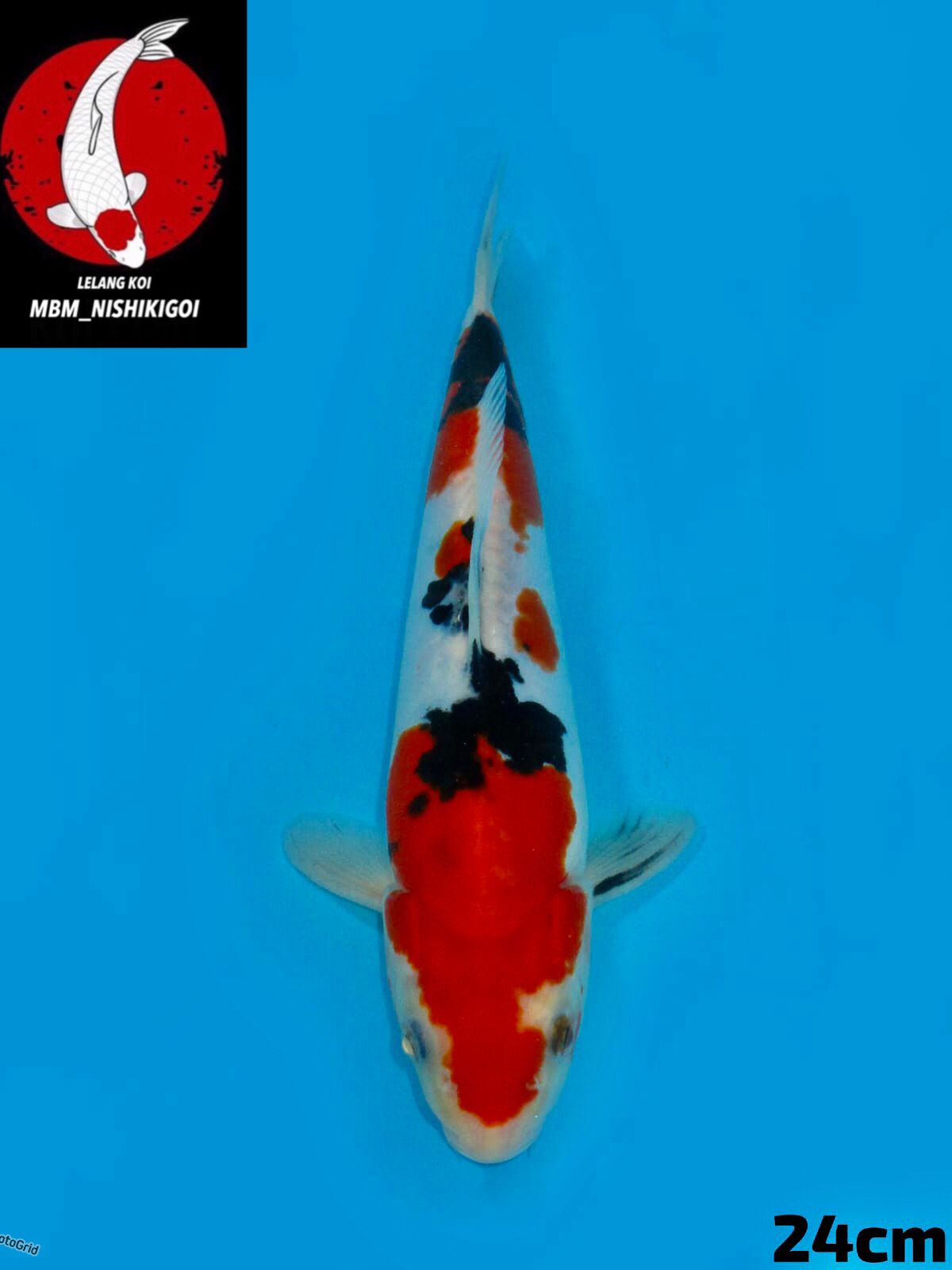 SANKE DOITSU SQ UNCHEK 24cm