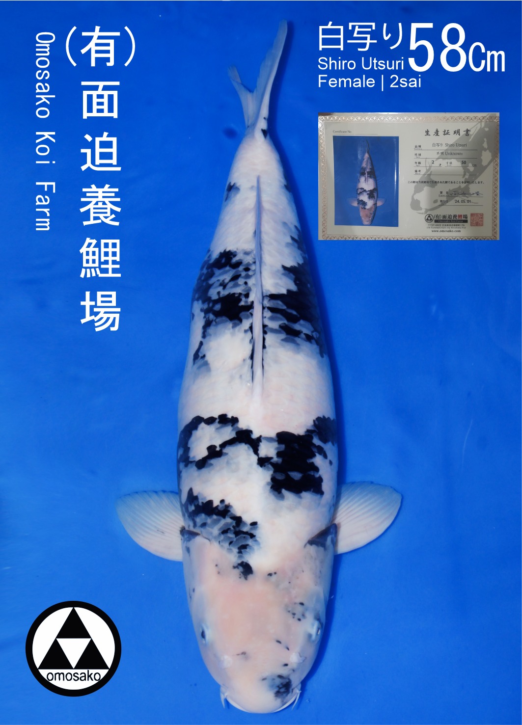 SHIRO OMOSAKO 58cm