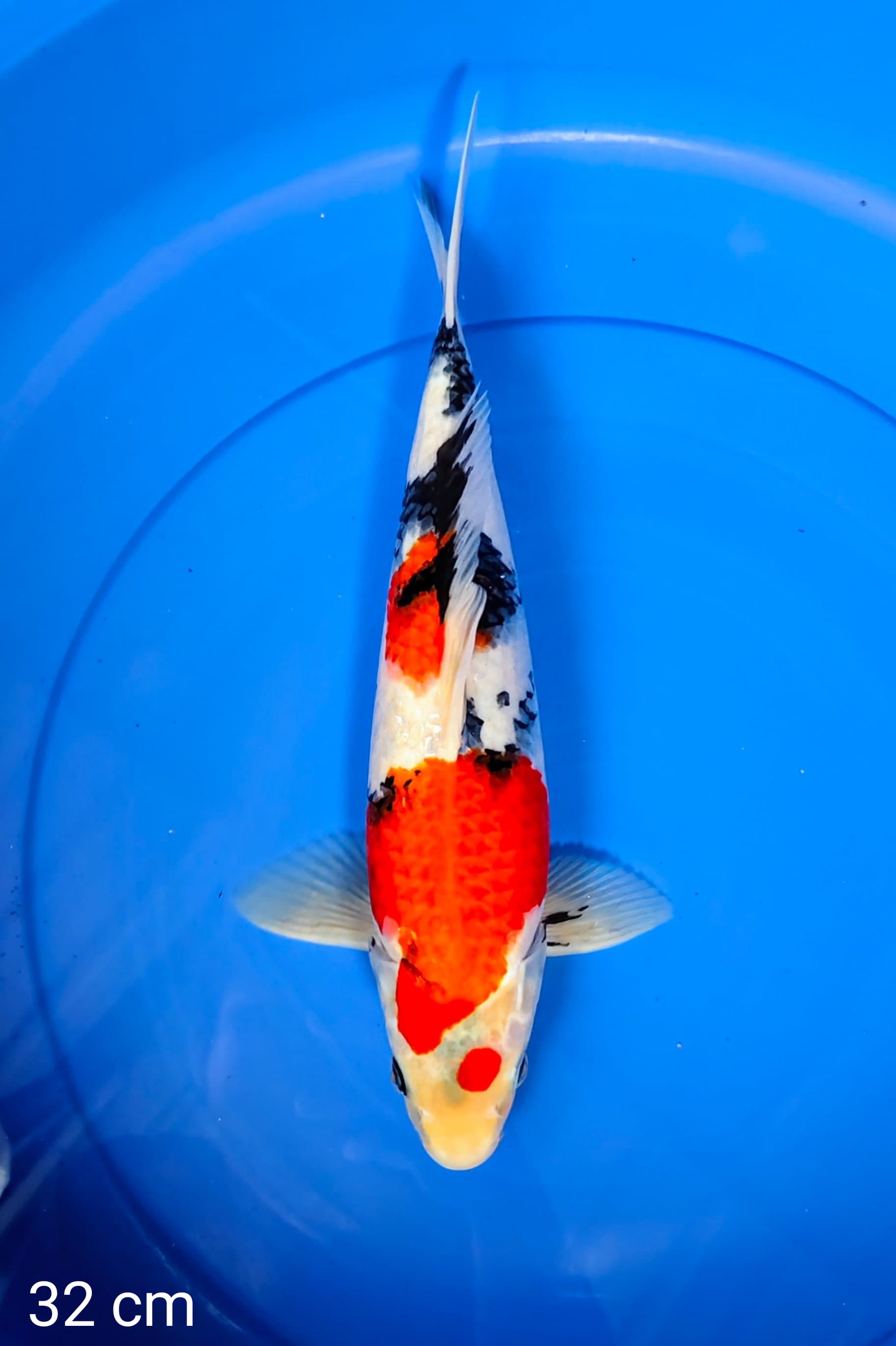 KINDAY SHOWA 32cm