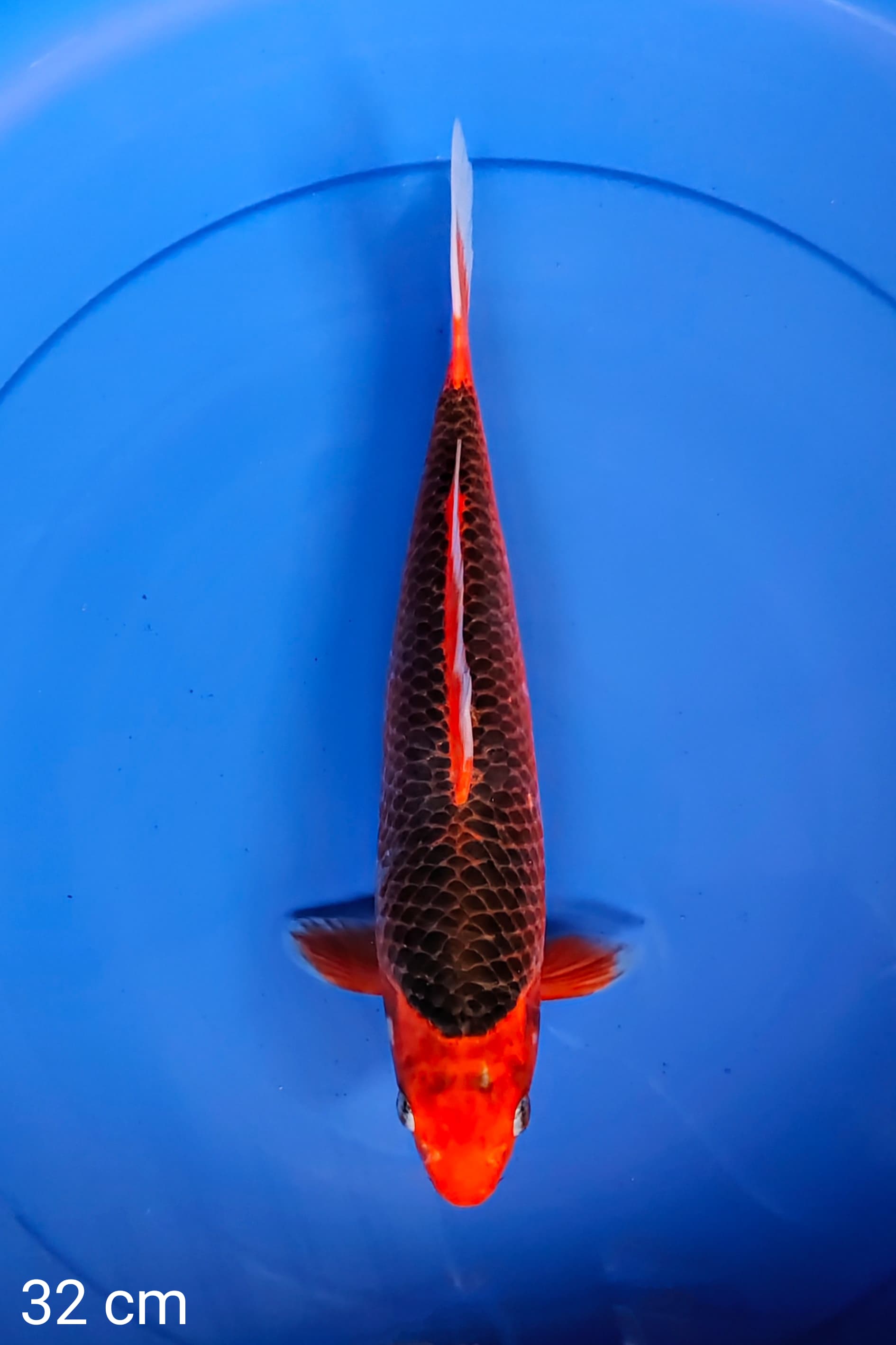 AKAMATSUBA 32cm