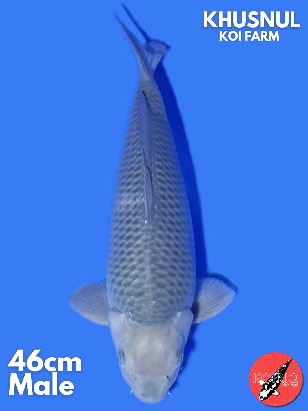 SUPERBULKY BLUESORA KHSUNUL KOI FARM MALE 46cm