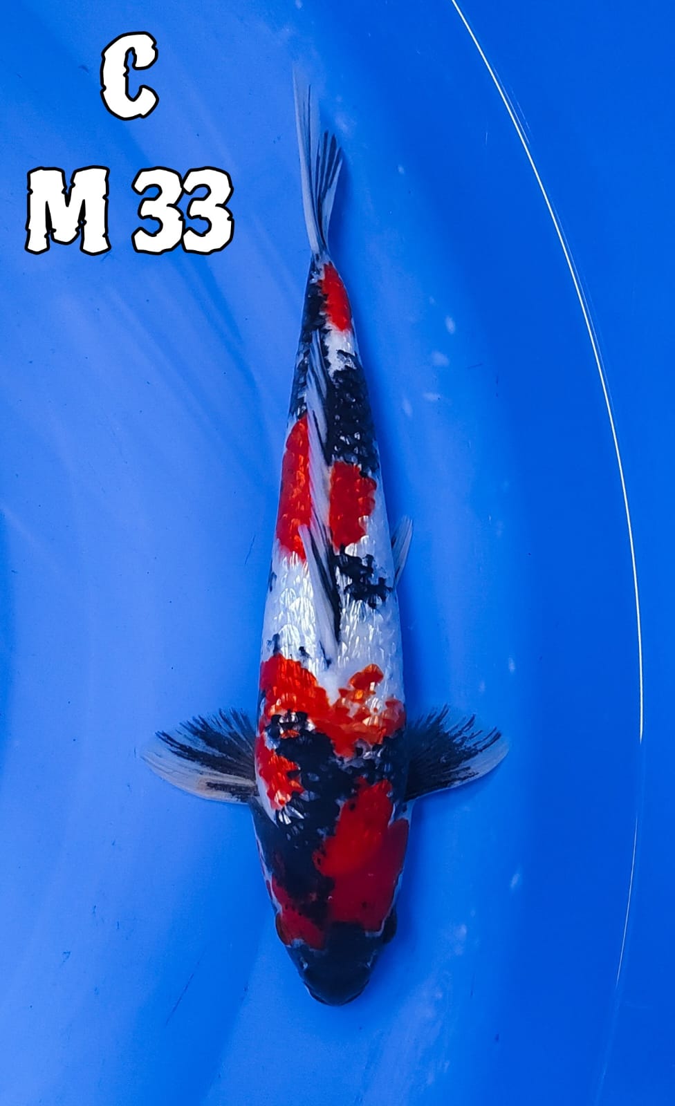 SHOWA GINRIN STRONG 33cm