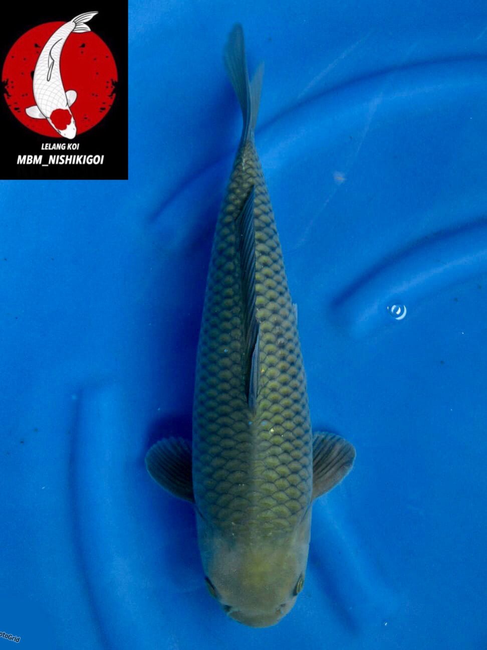 SUPER SORAGOI PEJINAK KOLAM IKAN NORMAL MALE 40cm