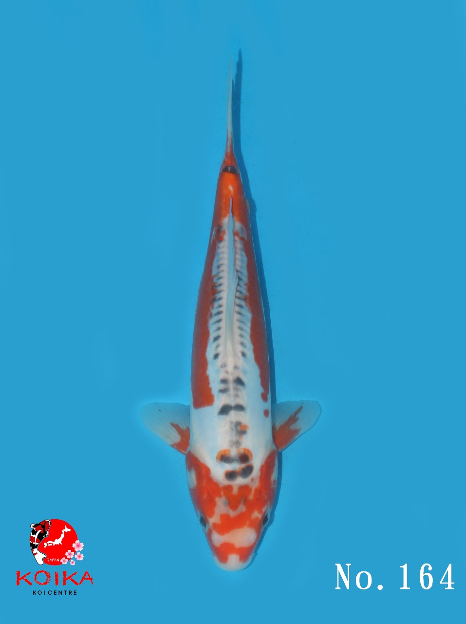 SHUSUI 30cm
