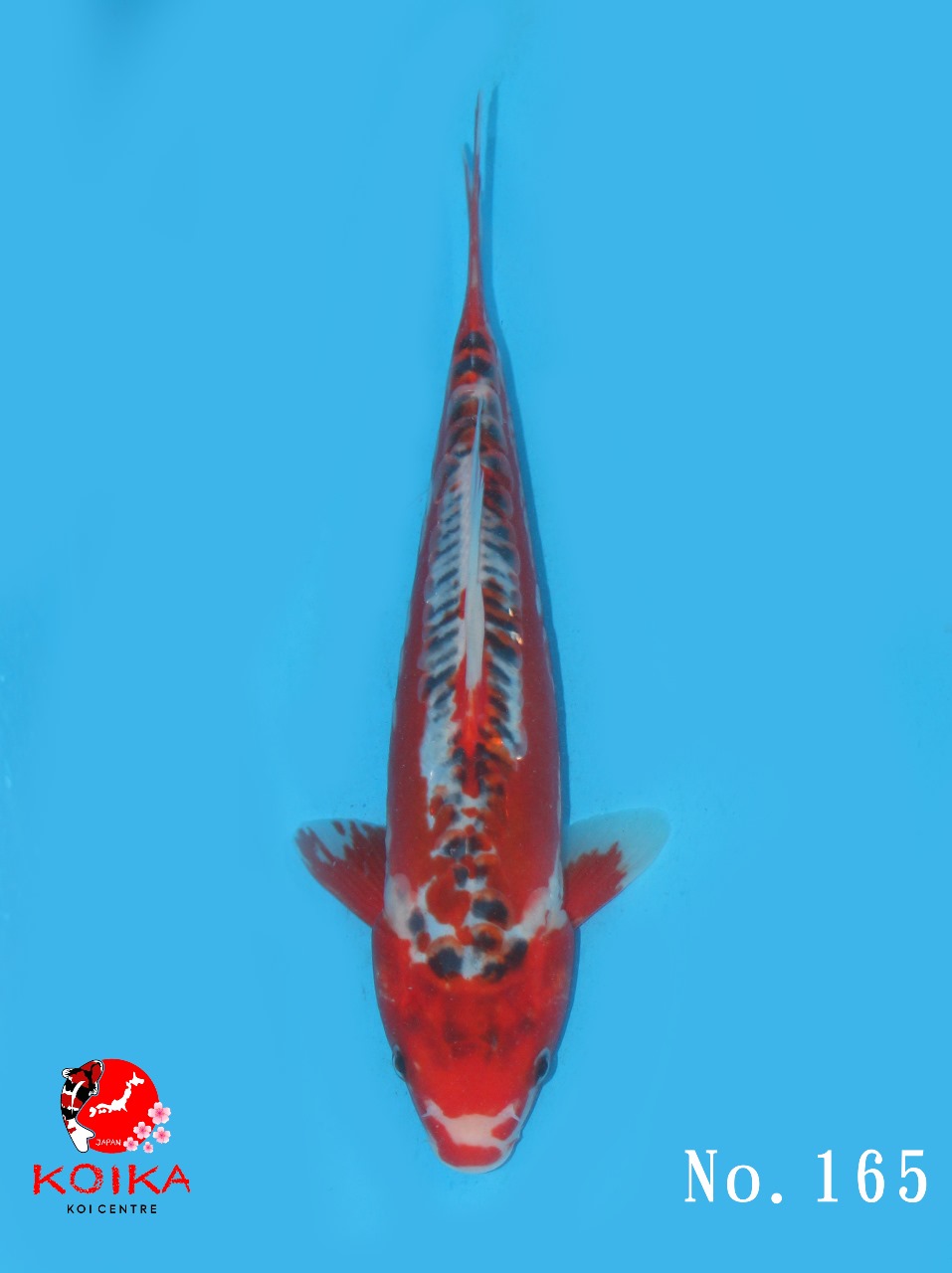 SHUSUI 26cm