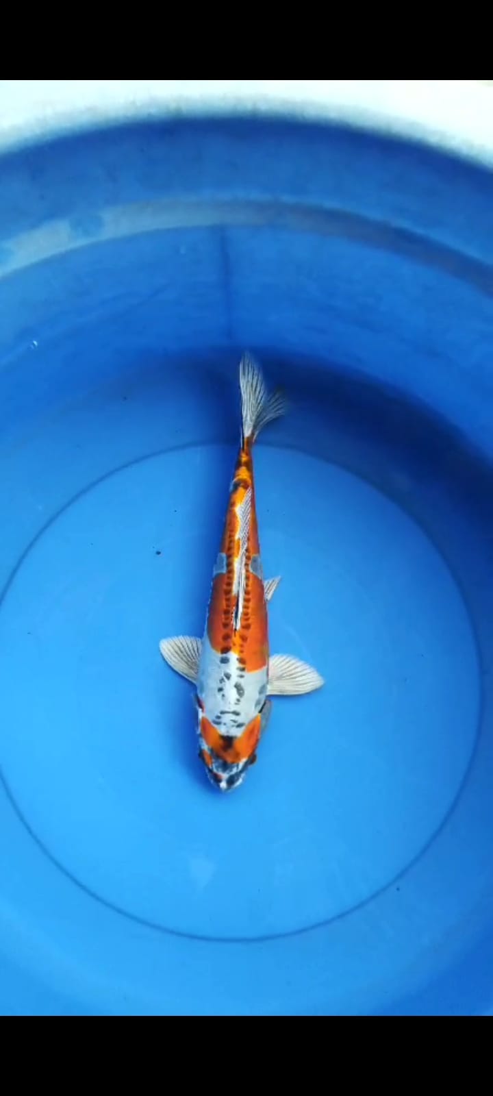 Lelang Koi Online, Jual Beli Ikan Koi, Pusat Jual Beli Koi, Info Lelang Koi Hari Ini, Platform Jual Beli Koi, Jual Beli Ikan Koi Online, Marketplace Ikan Koi, Jual Koi Terbaik, Tempat Beli Koi Berkualitas, Pasar Ikan Koi Online Terpercaya, Penjual Ikan Koi Terpercaya, Beli Koi Hias Online, Ikan Koi untuk Dijual, Koi Kualitas Terbaik, Toko Online Ikan Koi, Koi Hias Untuk Dijual, Jual Beli Ikan Koi Lokal, Koi Indonesia Online, Pusat Jual Beli Koi Terbesar