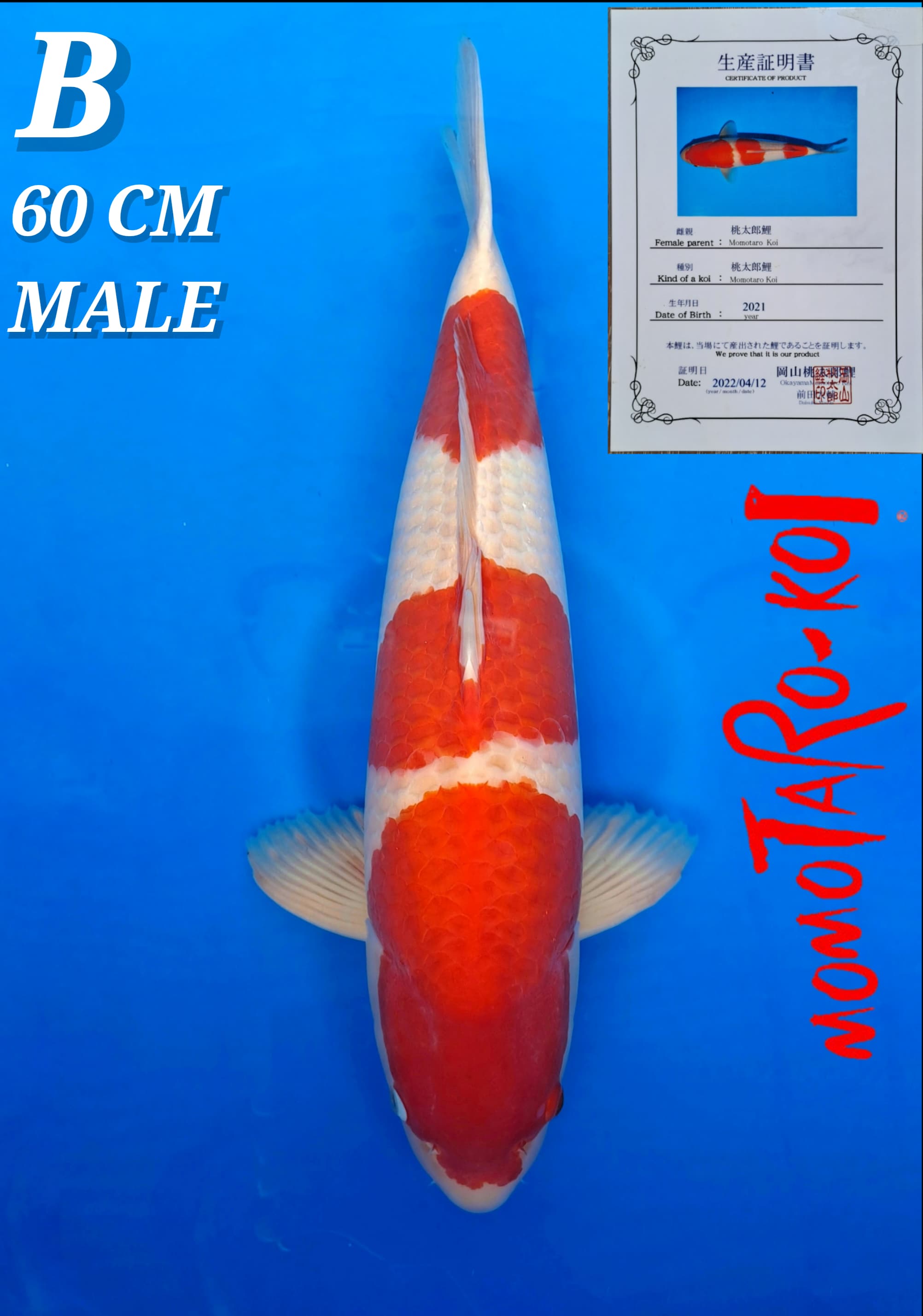 Lelang Koi Online, Jual Beli Ikan Koi, Pusat Jual Beli Koi, Info Lelang Koi Hari Ini, Platform Jual Beli Koi, Jual Beli Ikan Koi Online, Marketplace Ikan Koi, Jual Koi Terbaik, Tempat Beli Koi Berkualitas, Pasar Ikan Koi Online Terpercaya, Penjual Ikan Koi Terpercaya, Beli Koi Hias Online, Ikan Koi untuk Dijual, Koi Kualitas Terbaik, Toko Online Ikan Koi, Koi Hias Untuk Dijual, Jual Beli Ikan Koi Lokal, Koi Indonesia Online, Pusat Jual Beli Koi Terbesar