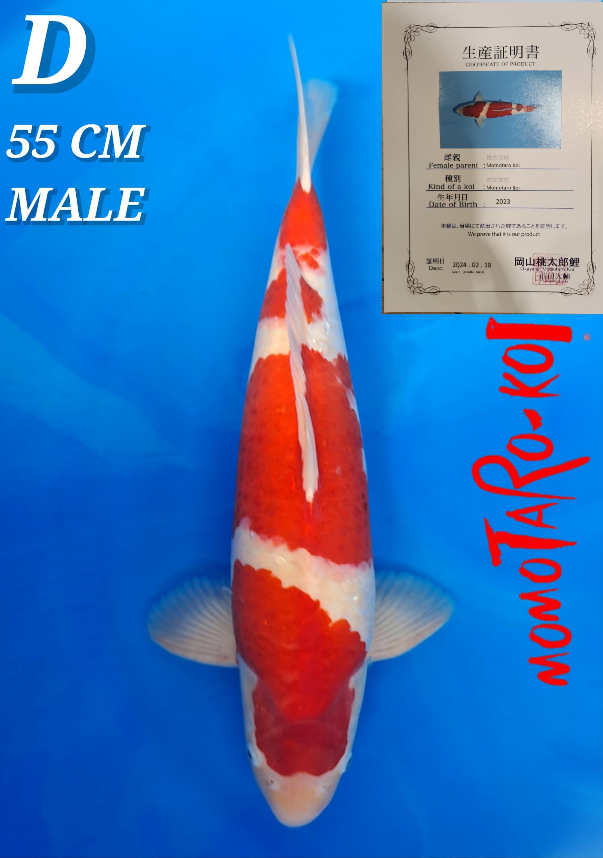 Lelang Koi Online, Jual Beli Ikan Koi, Pusat Jual Beli Koi, Info Lelang Koi Hari Ini, Platform Jual Beli Koi, Jual Beli Ikan Koi Online, Marketplace Ikan Koi, Jual Koi Terbaik, Tempat Beli Koi Berkualitas, Pasar Ikan Koi Online Terpercaya, Penjual Ikan Koi Terpercaya, Beli Koi Hias Online, Ikan Koi untuk Dijual, Koi Kualitas Terbaik, Toko Online Ikan Koi, Koi Hias Untuk Dijual, Jual Beli Ikan Koi Lokal, Koi Indonesia Online, Pusat Jual Beli Koi Terbesar