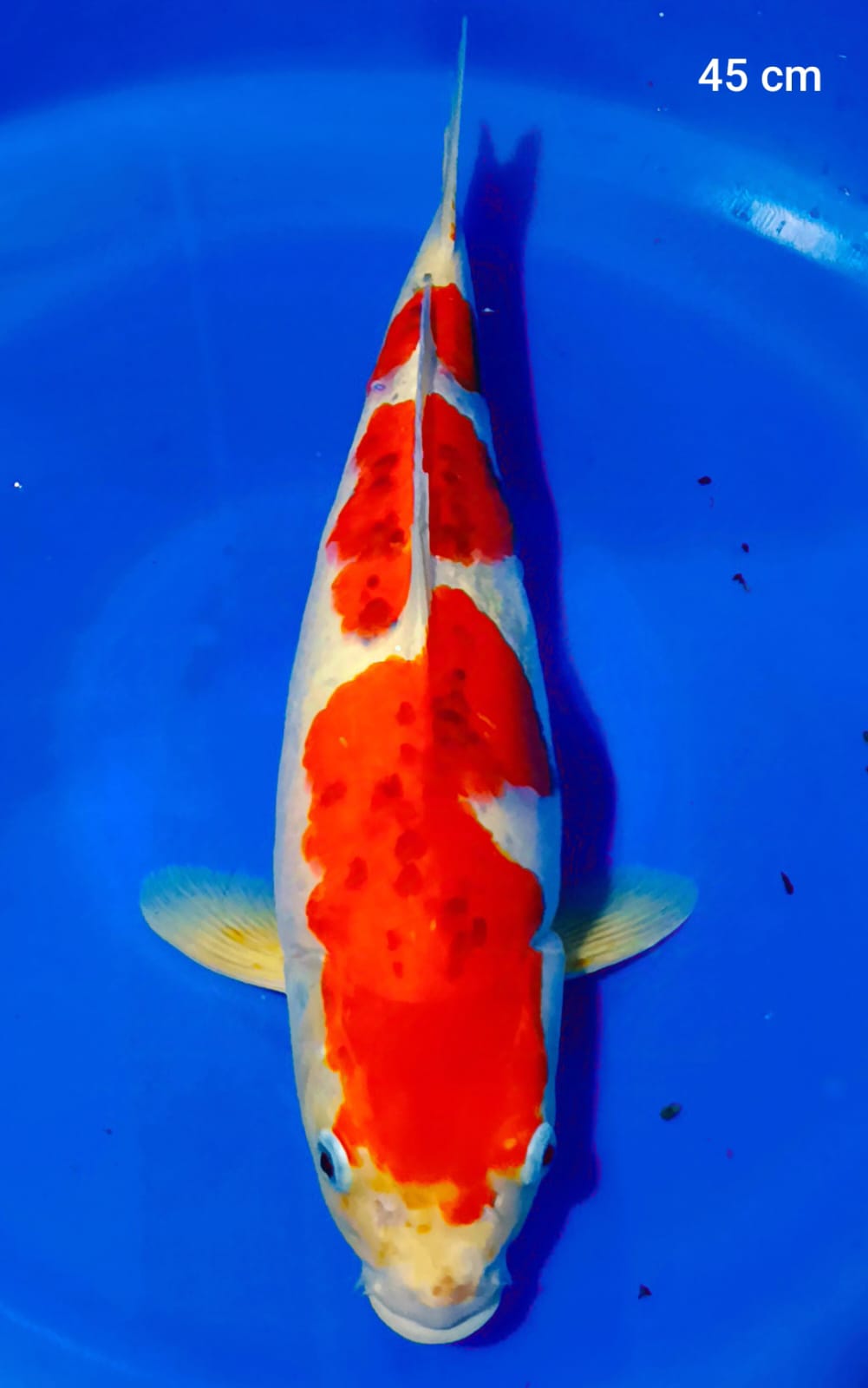 Lelang Koi Online, Jual Beli Ikan Koi, Pusat Jual Beli Koi, Info Lelang Koi Hari Ini, Platform Jual Beli Koi, Jual Beli Ikan Koi Online, Marketplace Ikan Koi, Jual Koi Terbaik, Tempat Beli Koi Berkualitas, Pasar Ikan Koi Online Terpercaya, Penjual Ikan Koi Terpercaya, Beli Koi Hias Online, Ikan Koi untuk Dijual, Koi Kualitas Terbaik, Toko Online Ikan Koi, Koi Hias Untuk Dijual, Jual Beli Ikan Koi Lokal, Koi Indonesia Online, Pusat Jual Beli Koi Terbesar