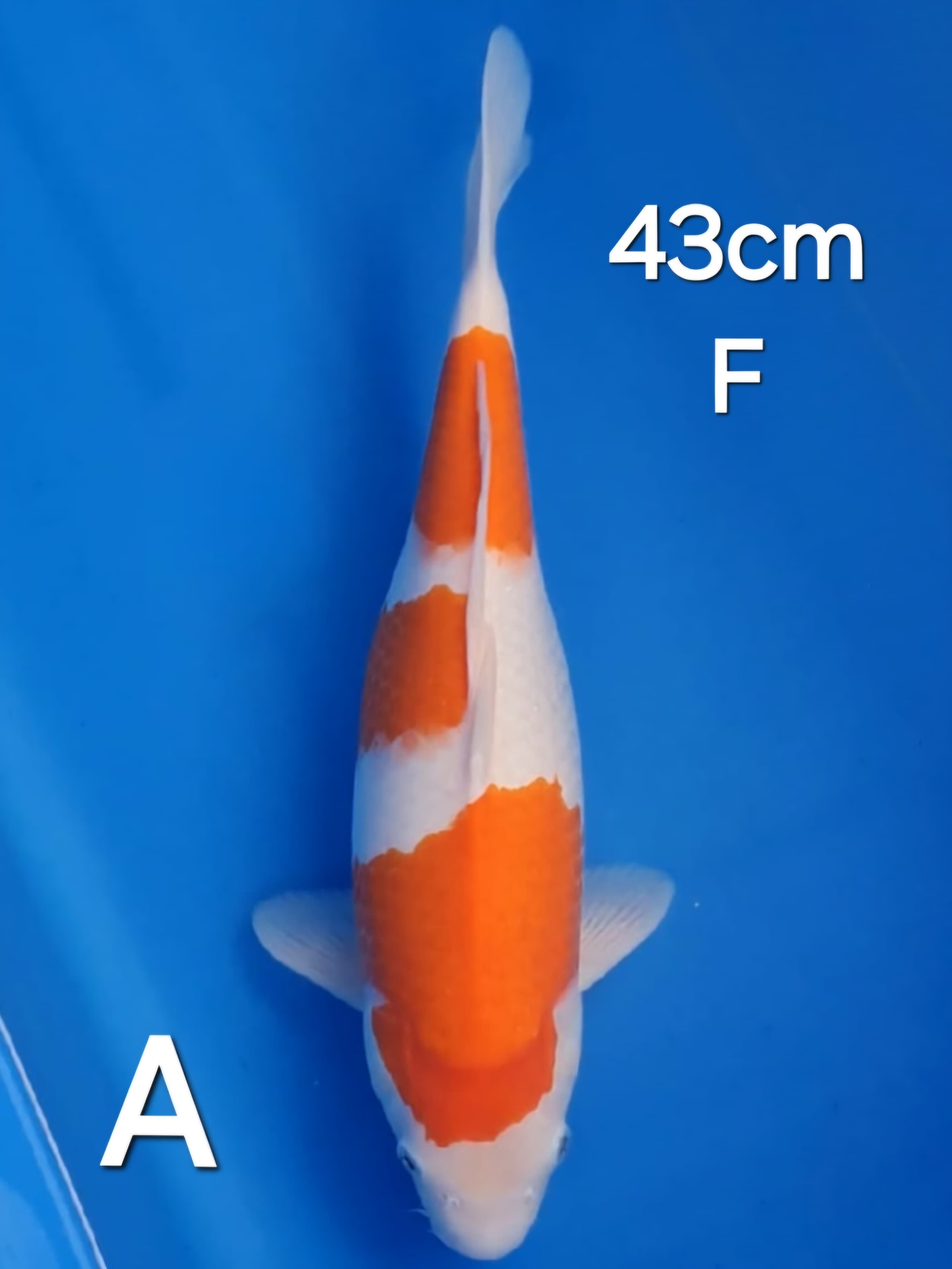 KOHAKU 43cm