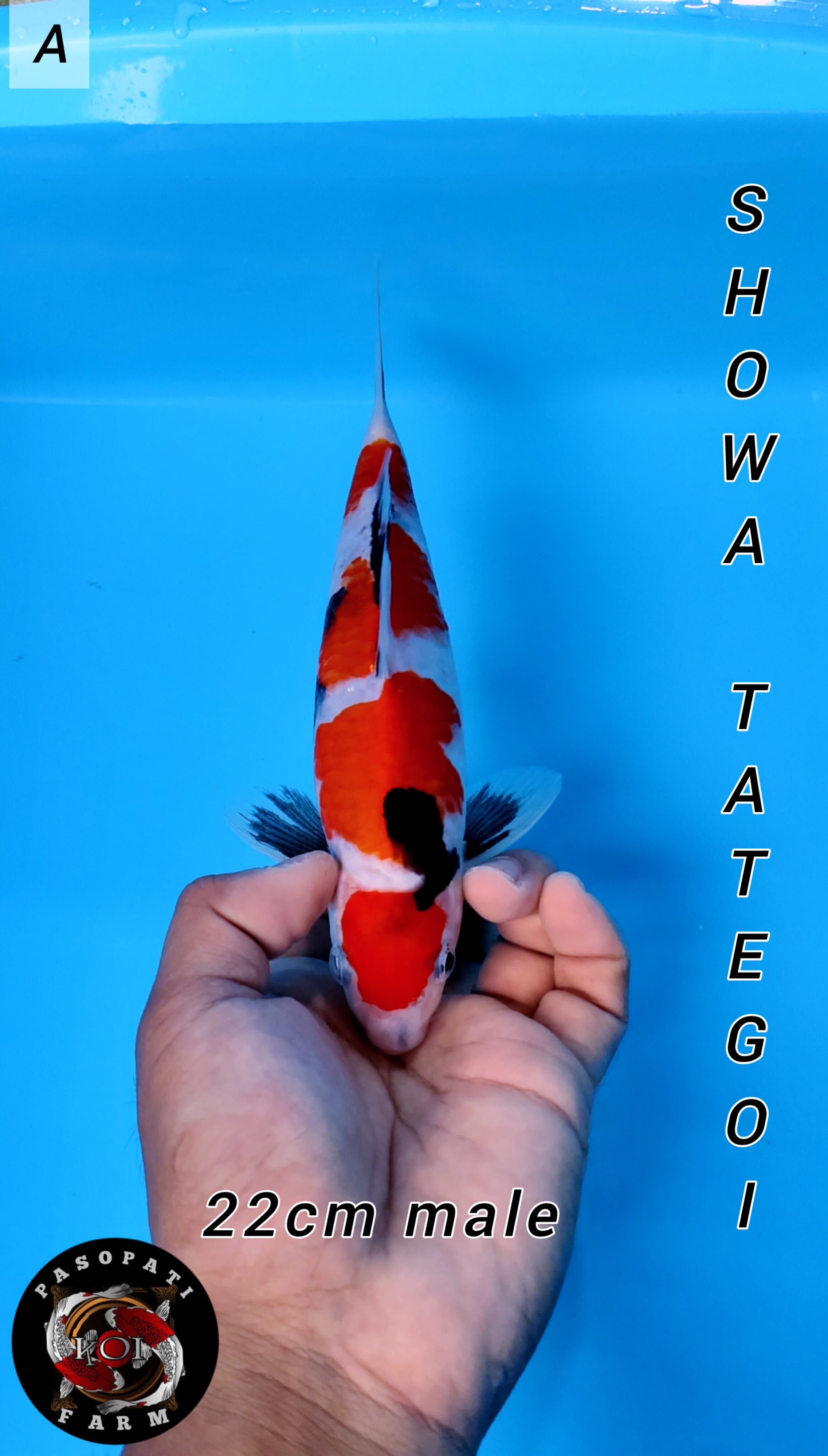 Lelang Koi Online, Jual Beli Ikan Koi, Pusat Jual Beli Koi, Info Lelang Koi Hari Ini, Platform Jual Beli Koi, Jual Beli Ikan Koi Online, Marketplace Ikan Koi, Jual Koi Terbaik, Tempat Beli Koi Berkualitas, Pasar Ikan Koi Online Terpercaya, Penjual Ikan Koi Terpercaya, Beli Koi Hias Online, Ikan Koi untuk Dijual, Koi Kualitas Terbaik, Toko Online Ikan Koi, Koi Hias Untuk Dijual, Jual Beli Ikan Koi Lokal, Koi Indonesia Online, Pusat Jual Beli Koi Terbesar