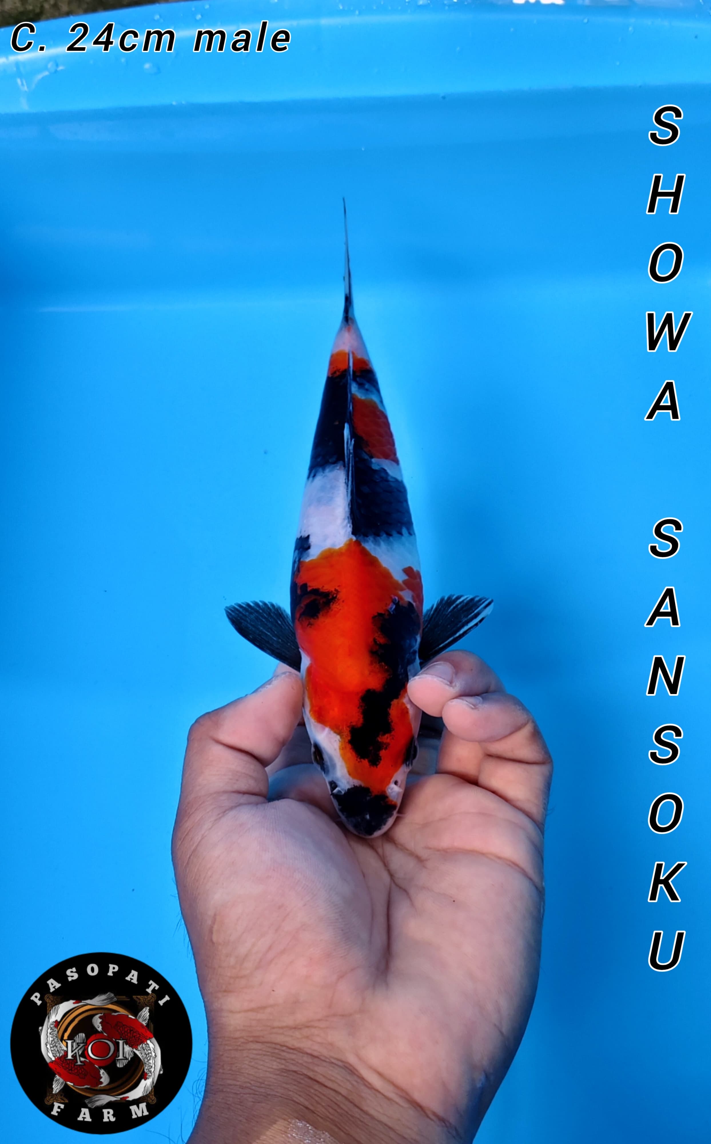 Lelang Koi Online, Jual Beli Ikan Koi, Pusat Jual Beli Koi, Info Lelang Koi Hari Ini, Platform Jual Beli Koi, Jual Beli Ikan Koi Online, Marketplace Ikan Koi, Jual Koi Terbaik, Tempat Beli Koi Berkualitas, Pasar Ikan Koi Online Terpercaya, Penjual Ikan Koi Terpercaya, Beli Koi Hias Online, Ikan Koi untuk Dijual, Koi Kualitas Terbaik, Toko Online Ikan Koi, Koi Hias Untuk Dijual, Jual Beli Ikan Koi Lokal, Koi Indonesia Online, Pusat Jual Beli Koi Terbesar