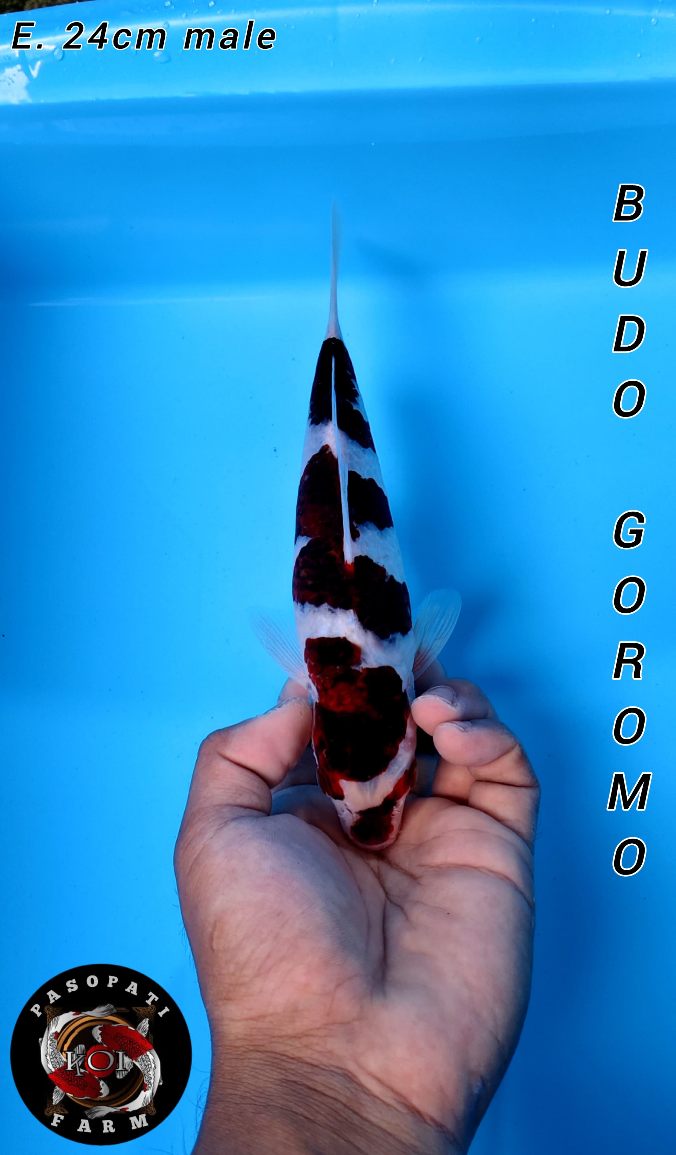 Lelang Koi Online, Jual Beli Ikan Koi, Pusat Jual Beli Koi, Info Lelang Koi Hari Ini, Platform Jual Beli Koi, Jual Beli Ikan Koi Online, Marketplace Ikan Koi, Jual Koi Terbaik, Tempat Beli Koi Berkualitas, Pasar Ikan Koi Online Terpercaya, Penjual Ikan Koi Terpercaya, Beli Koi Hias Online, Ikan Koi untuk Dijual, Koi Kualitas Terbaik, Toko Online Ikan Koi, Koi Hias Untuk Dijual, Jual Beli Ikan Koi Lokal, Koi Indonesia Online, Pusat Jual Beli Koi Terbesar