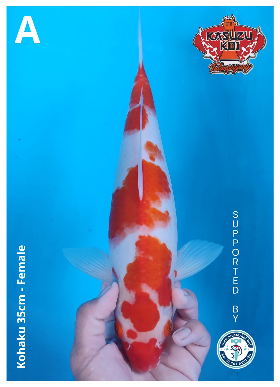 Lelang Koi Online, Jual Beli Ikan Koi, Pusat Jual Beli Koi, Info Lelang Koi Hari Ini, Platform Jual Beli Koi, Jual Beli Ikan Koi Online, Marketplace Ikan Koi, Jual Koi Terbaik, Tempat Beli Koi Berkualitas, Pasar Ikan Koi Online Terpercaya, Penjual Ikan Koi Terpercaya, Beli Koi Hias Online, Ikan Koi untuk Dijual, Koi Kualitas Terbaik, Toko Online Ikan Koi, Koi Hias Untuk Dijual, Jual Beli Ikan Koi Lokal, Koi Indonesia Online, Pusat Jual Beli Koi Terbesar