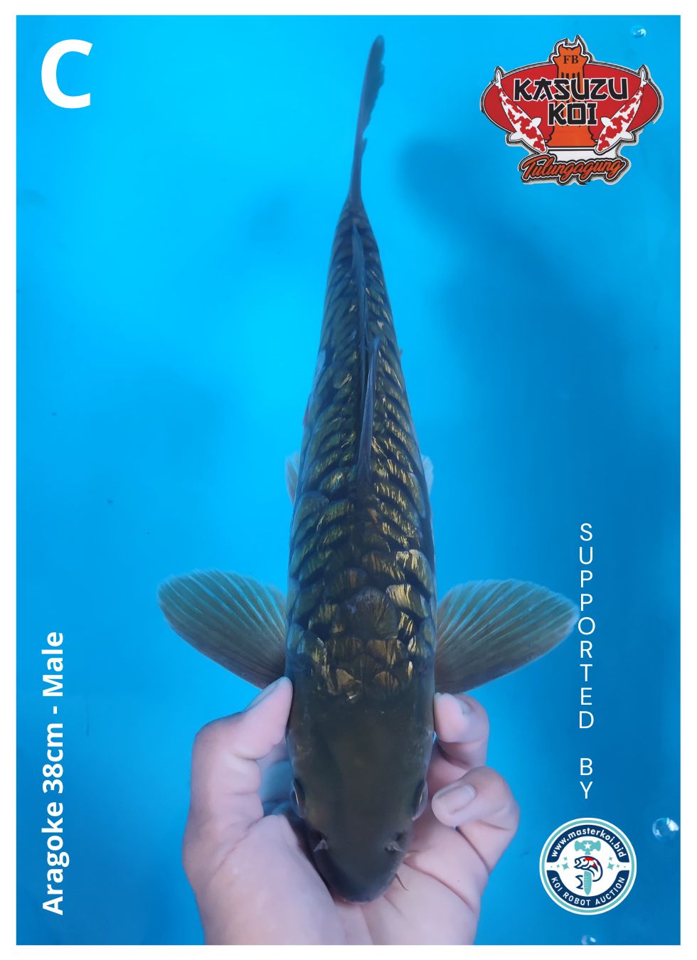 Lelang Koi Online, Jual Beli Ikan Koi, Pusat Jual Beli Koi, Info Lelang Koi Hari Ini, Platform Jual Beli Koi, Jual Beli Ikan Koi Online, Marketplace Ikan Koi, Jual Koi Terbaik, Tempat Beli Koi Berkualitas, Pasar Ikan Koi Online Terpercaya, Penjual Ikan Koi Terpercaya, Beli Koi Hias Online, Ikan Koi untuk Dijual, Koi Kualitas Terbaik, Toko Online Ikan Koi, Koi Hias Untuk Dijual, Jual Beli Ikan Koi Lokal, Koi Indonesia Online, Pusat Jual Beli Koi Terbesar