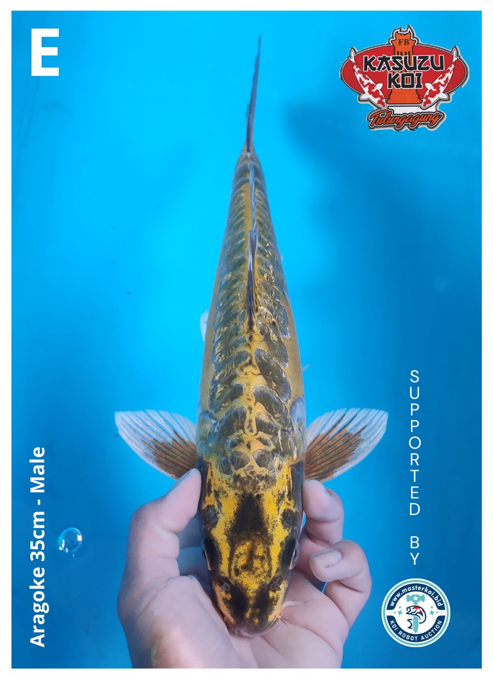 Lelang Koi Online, Jual Beli Ikan Koi, Pusat Jual Beli Koi, Info Lelang Koi Hari Ini, Platform Jual Beli Koi, Jual Beli Ikan Koi Online, Marketplace Ikan Koi, Jual Koi Terbaik, Tempat Beli Koi Berkualitas, Pasar Ikan Koi Online Terpercaya, Penjual Ikan Koi Terpercaya, Beli Koi Hias Online, Ikan Koi untuk Dijual, Koi Kualitas Terbaik, Toko Online Ikan Koi, Koi Hias Untuk Dijual, Jual Beli Ikan Koi Lokal, Koi Indonesia Online, Pusat Jual Beli Koi Terbesar