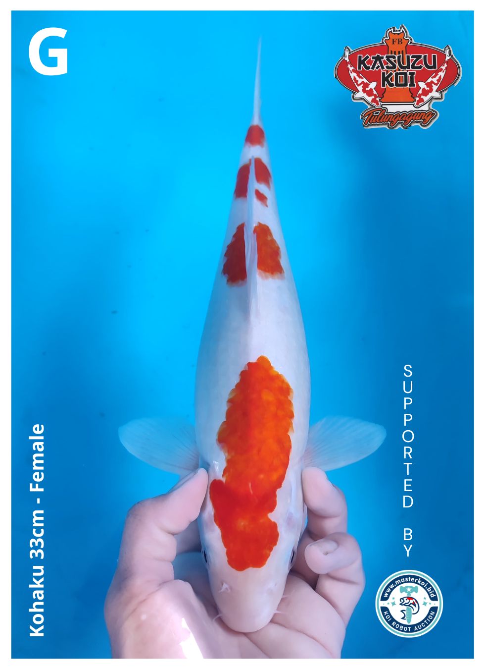 Lelang Koi Online, Jual Beli Ikan Koi, Pusat Jual Beli Koi, Info Lelang Koi Hari Ini, Platform Jual Beli Koi, Jual Beli Ikan Koi Online, Marketplace Ikan Koi, Jual Koi Terbaik, Tempat Beli Koi Berkualitas, Pasar Ikan Koi Online Terpercaya, Penjual Ikan Koi Terpercaya, Beli Koi Hias Online, Ikan Koi untuk Dijual, Koi Kualitas Terbaik, Toko Online Ikan Koi, Koi Hias Untuk Dijual, Jual Beli Ikan Koi Lokal, Koi Indonesia Online, Pusat Jual Beli Koi Terbesar