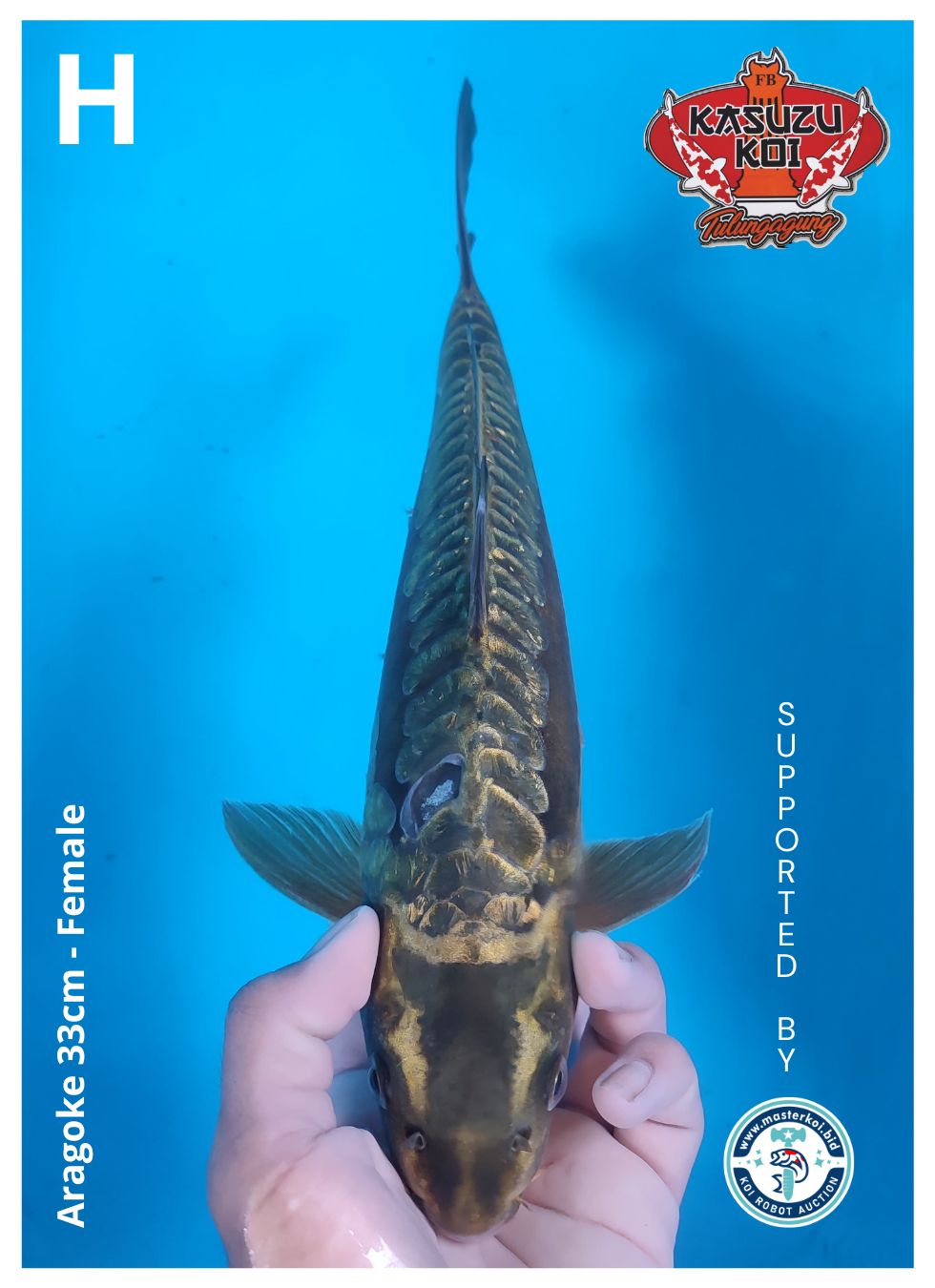 Lelang Koi Online, Jual Beli Ikan Koi, Pusat Jual Beli Koi, Info Lelang Koi Hari Ini, Platform Jual Beli Koi, Jual Beli Ikan Koi Online, Marketplace Ikan Koi, Jual Koi Terbaik, Tempat Beli Koi Berkualitas, Pasar Ikan Koi Online Terpercaya, Penjual Ikan Koi Terpercaya, Beli Koi Hias Online, Ikan Koi untuk Dijual, Koi Kualitas Terbaik, Toko Online Ikan Koi, Koi Hias Untuk Dijual, Jual Beli Ikan Koi Lokal, Koi Indonesia Online, Pusat Jual Beli Koi Terbesar