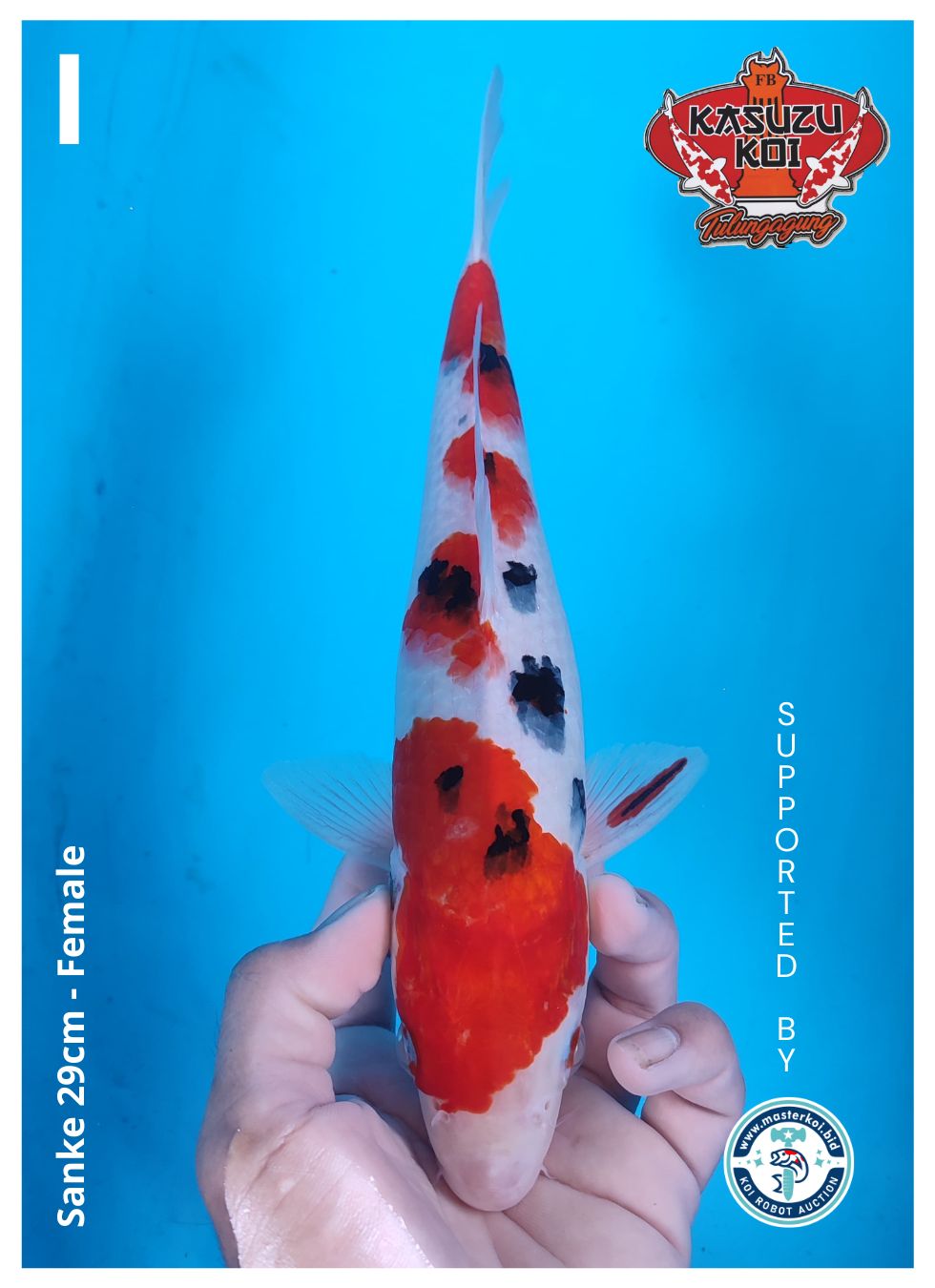 Lelang Koi Online, Jual Beli Ikan Koi, Pusat Jual Beli Koi, Info Lelang Koi Hari Ini, Platform Jual Beli Koi, Jual Beli Ikan Koi Online, Marketplace Ikan Koi, Jual Koi Terbaik, Tempat Beli Koi Berkualitas, Pasar Ikan Koi Online Terpercaya, Penjual Ikan Koi Terpercaya, Beli Koi Hias Online, Ikan Koi untuk Dijual, Koi Kualitas Terbaik, Toko Online Ikan Koi, Koi Hias Untuk Dijual, Jual Beli Ikan Koi Lokal, Koi Indonesia Online, Pusat Jual Beli Koi Terbesar