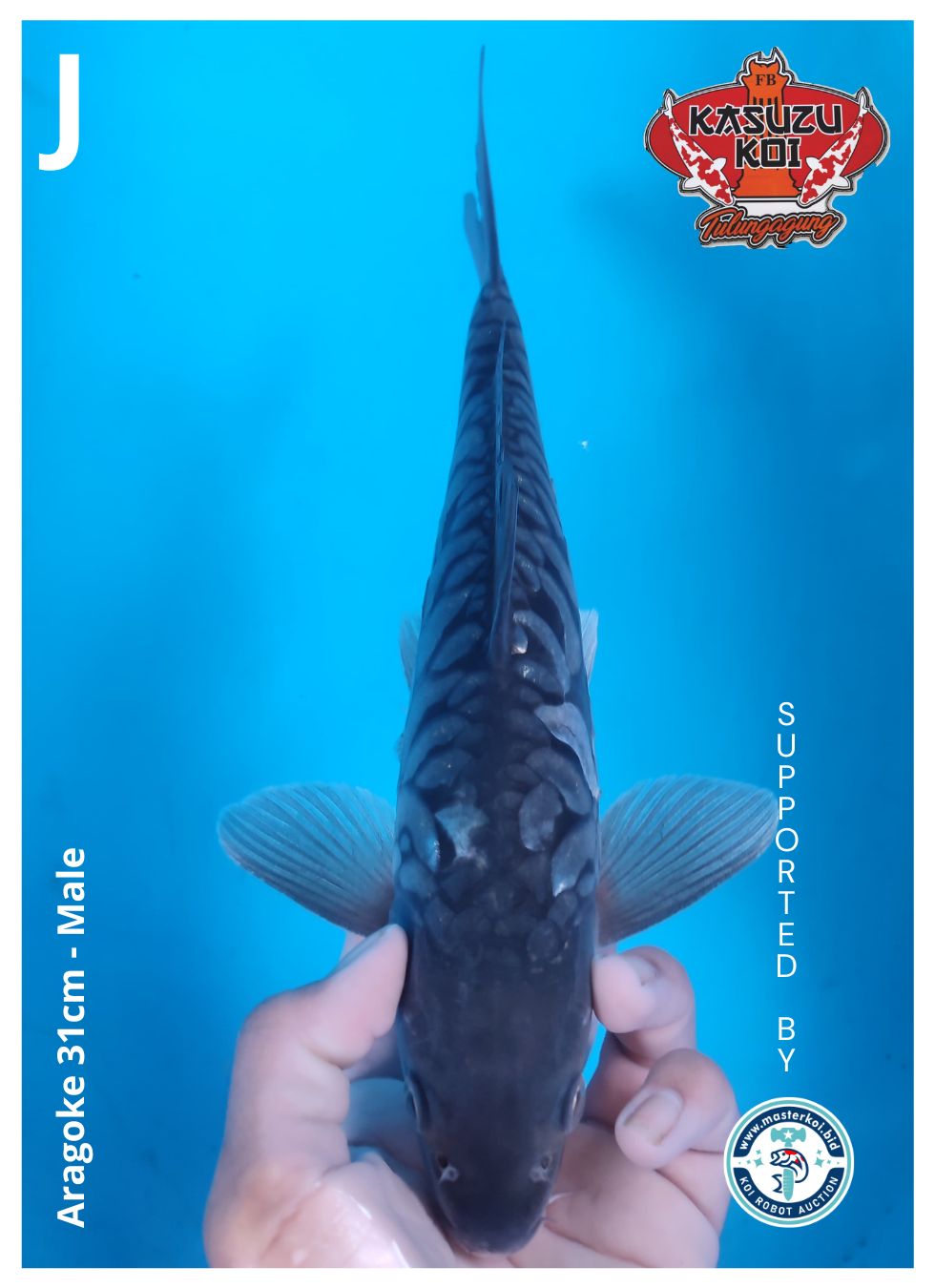 Lelang Koi Online, Jual Beli Ikan Koi, Pusat Jual Beli Koi, Info Lelang Koi Hari Ini, Platform Jual Beli Koi, Jual Beli Ikan Koi Online, Marketplace Ikan Koi, Jual Koi Terbaik, Tempat Beli Koi Berkualitas, Pasar Ikan Koi Online Terpercaya, Penjual Ikan Koi Terpercaya, Beli Koi Hias Online, Ikan Koi untuk Dijual, Koi Kualitas Terbaik, Toko Online Ikan Koi, Koi Hias Untuk Dijual, Jual Beli Ikan Koi Lokal, Koi Indonesia Online, Pusat Jual Beli Koi Terbesar