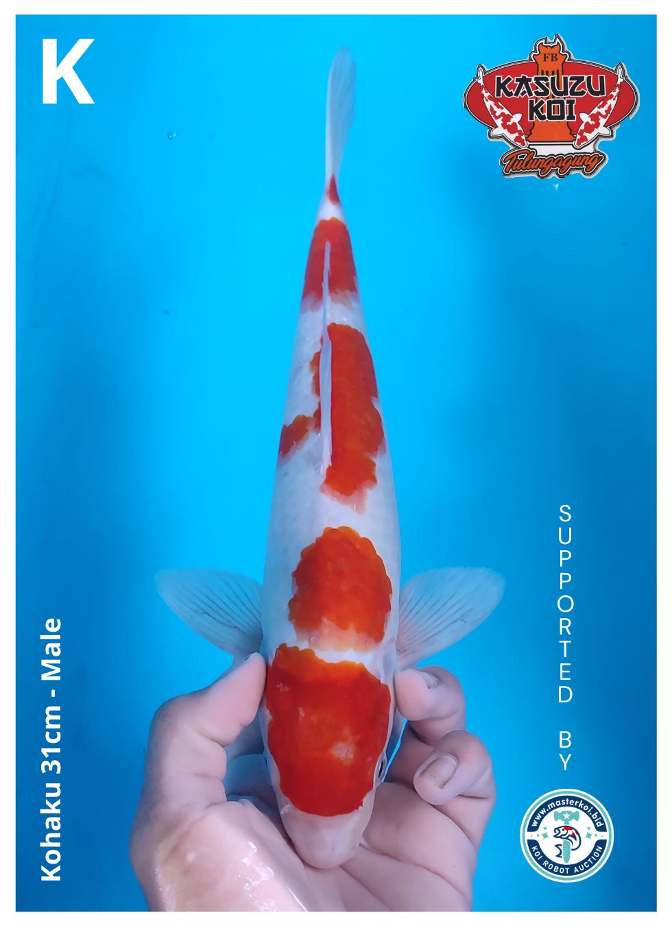 Lelang Koi Online, Jual Beli Ikan Koi, Pusat Jual Beli Koi, Info Lelang Koi Hari Ini, Platform Jual Beli Koi, Jual Beli Ikan Koi Online, Marketplace Ikan Koi, Jual Koi Terbaik, Tempat Beli Koi Berkualitas, Pasar Ikan Koi Online Terpercaya, Penjual Ikan Koi Terpercaya, Beli Koi Hias Online, Ikan Koi untuk Dijual, Koi Kualitas Terbaik, Toko Online Ikan Koi, Koi Hias Untuk Dijual, Jual Beli Ikan Koi Lokal, Koi Indonesia Online, Pusat Jual Beli Koi Terbesar