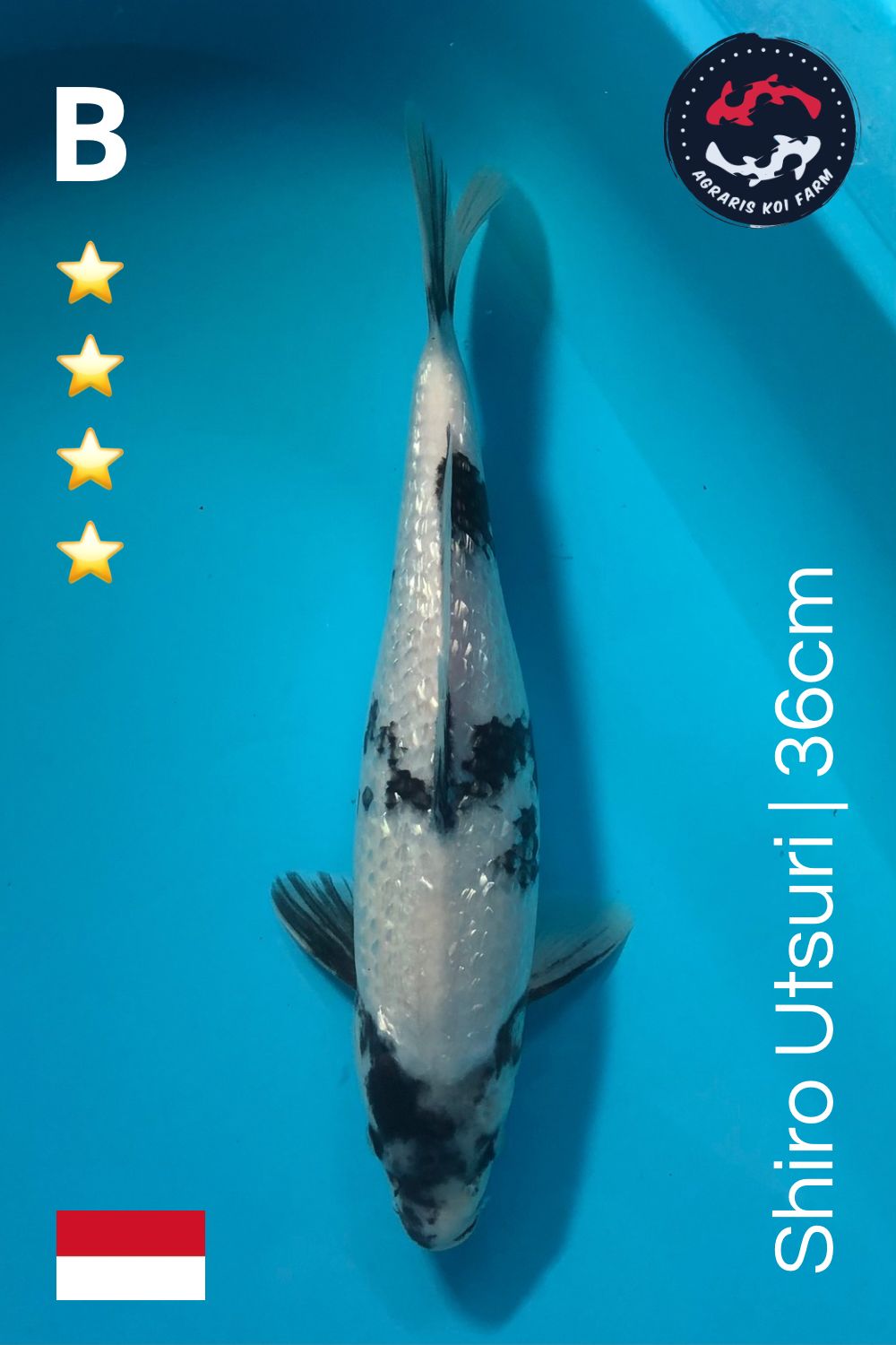 Lelang Koi Online, Jual Beli Ikan Koi, Pusat Jual Beli Koi, Info Lelang Koi Hari Ini, Platform Jual Beli Koi, Jual Beli Ikan Koi Online, Marketplace Ikan Koi, Jual Koi Terbaik, Tempat Beli Koi Berkualitas, Pasar Ikan Koi Online Terpercaya, Penjual Ikan Koi Terpercaya, Beli Koi Hias Online, Ikan Koi untuk Dijual, Koi Kualitas Terbaik, Toko Online Ikan Koi, Koi Hias Untuk Dijual, Jual Beli Ikan Koi Lokal, Koi Indonesia Online, Pusat Jual Beli Koi Terbesar