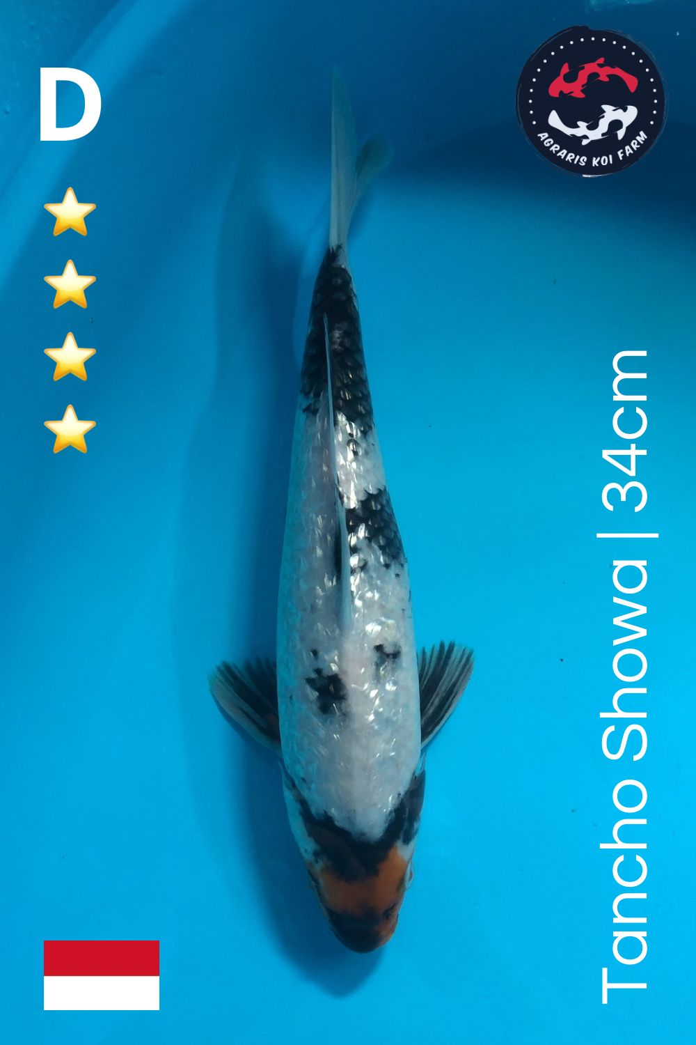 Lelang Koi Online, Jual Beli Ikan Koi, Pusat Jual Beli Koi, Info Lelang Koi Hari Ini, Platform Jual Beli Koi, Jual Beli Ikan Koi Online, Marketplace Ikan Koi, Jual Koi Terbaik, Tempat Beli Koi Berkualitas, Pasar Ikan Koi Online Terpercaya, Penjual Ikan Koi Terpercaya, Beli Koi Hias Online, Ikan Koi untuk Dijual, Koi Kualitas Terbaik, Toko Online Ikan Koi, Koi Hias Untuk Dijual, Jual Beli Ikan Koi Lokal, Koi Indonesia Online, Pusat Jual Beli Koi Terbesar