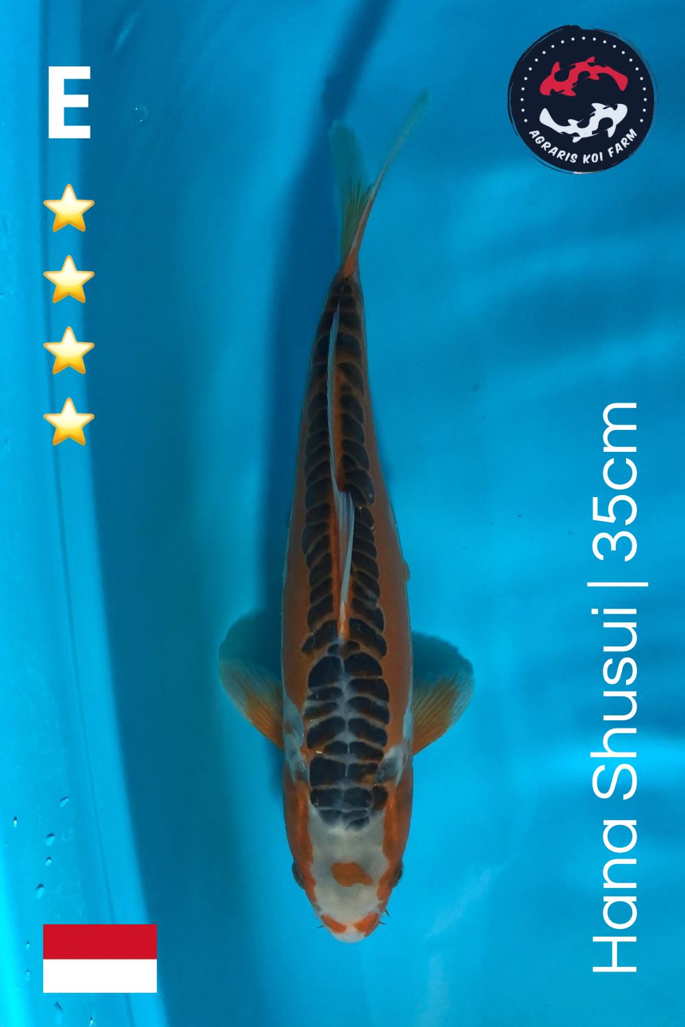 Lelang Koi Online, Jual Beli Ikan Koi, Pusat Jual Beli Koi, Info Lelang Koi Hari Ini, Platform Jual Beli Koi, Jual Beli Ikan Koi Online, Marketplace Ikan Koi, Jual Koi Terbaik, Tempat Beli Koi Berkualitas, Pasar Ikan Koi Online Terpercaya, Penjual Ikan Koi Terpercaya, Beli Koi Hias Online, Ikan Koi untuk Dijual, Koi Kualitas Terbaik, Toko Online Ikan Koi, Koi Hias Untuk Dijual, Jual Beli Ikan Koi Lokal, Koi Indonesia Online, Pusat Jual Beli Koi Terbesar