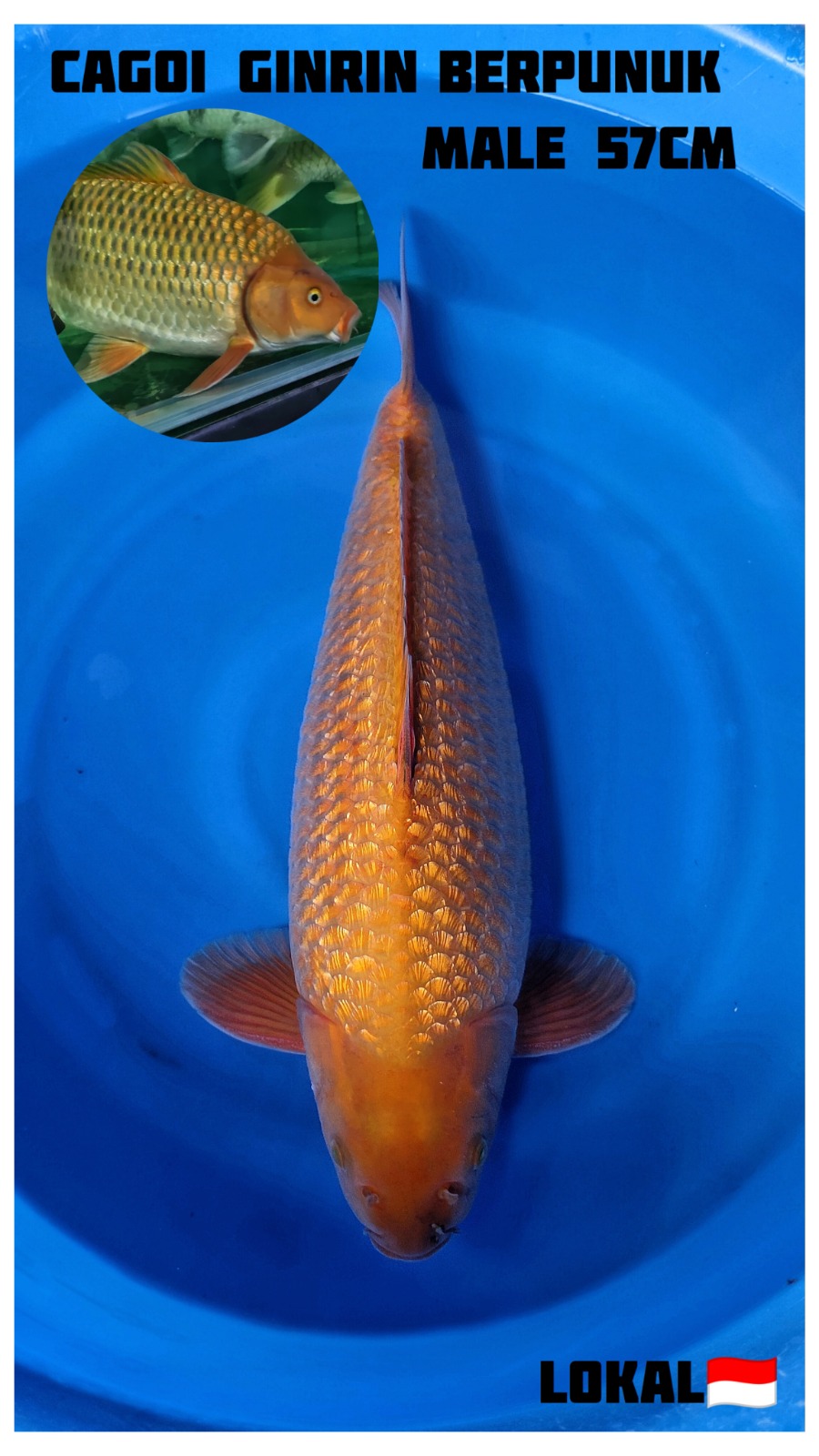 Lelang Koi Online, Jual Beli Ikan Koi, Pusat Jual Beli Koi, Info Lelang Koi Hari Ini, Platform Jual Beli Koi, Jual Beli Ikan Koi Online, Marketplace Ikan Koi, Jual Koi Terbaik, Tempat Beli Koi Berkualitas, Pasar Ikan Koi Online Terpercaya, Penjual Ikan Koi Terpercaya, Beli Koi Hias Online, Ikan Koi untuk Dijual, Koi Kualitas Terbaik, Toko Online Ikan Koi, Koi Hias Untuk Dijual, Jual Beli Ikan Koi Lokal, Koi Indonesia Online, Pusat Jual Beli Koi Terbesar