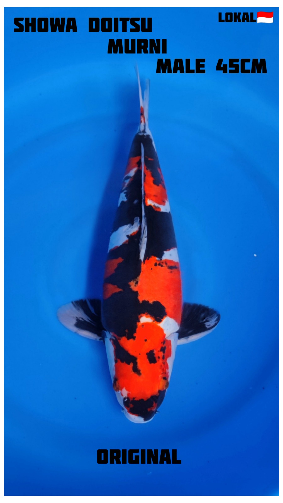 Lelang Koi Online, Jual Beli Ikan Koi, Pusat Jual Beli Koi, Info Lelang Koi Hari Ini, Platform Jual Beli Koi, Jual Beli Ikan Koi Online, Marketplace Ikan Koi, Jual Koi Terbaik, Tempat Beli Koi Berkualitas, Pasar Ikan Koi Online Terpercaya, Penjual Ikan Koi Terpercaya, Beli Koi Hias Online, Ikan Koi untuk Dijual, Koi Kualitas Terbaik, Toko Online Ikan Koi, Koi Hias Untuk Dijual, Jual Beli Ikan Koi Lokal, Koi Indonesia Online, Pusat Jual Beli Koi Terbesar