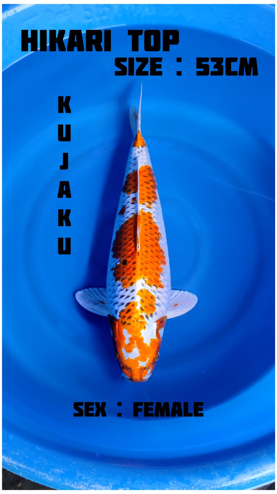 Lelang Koi Online, Jual Beli Ikan Koi, Pusat Jual Beli Koi, Info Lelang Koi Hari Ini, Platform Jual Beli Koi, Jual Beli Ikan Koi Online, Marketplace Ikan Koi, Jual Koi Terbaik, Tempat Beli Koi Berkualitas, Pasar Ikan Koi Online Terpercaya, Penjual Ikan Koi Terpercaya, Beli Koi Hias Online, Ikan Koi untuk Dijual, Koi Kualitas Terbaik, Toko Online Ikan Koi, Koi Hias Untuk Dijual, Jual Beli Ikan Koi Lokal, Koi Indonesia Online, Pusat Jual Beli Koi Terbesar