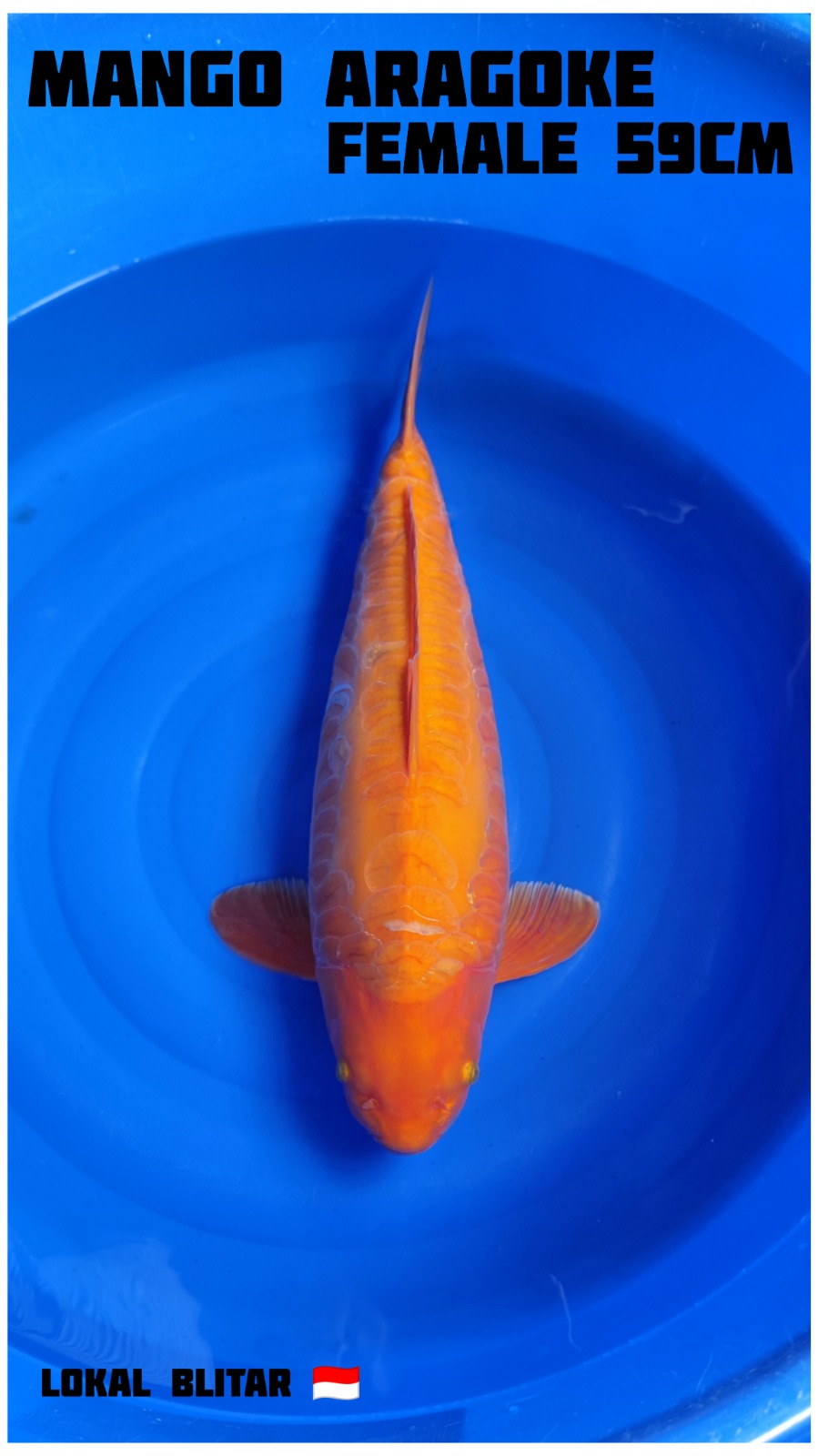 Lelang Koi Online, Jual Beli Ikan Koi, Pusat Jual Beli Koi, Info Lelang Koi Hari Ini, Platform Jual Beli Koi, Jual Beli Ikan Koi Online, Marketplace Ikan Koi, Jual Koi Terbaik, Tempat Beli Koi Berkualitas, Pasar Ikan Koi Online Terpercaya, Penjual Ikan Koi Terpercaya, Beli Koi Hias Online, Ikan Koi untuk Dijual, Koi Kualitas Terbaik, Toko Online Ikan Koi, Koi Hias Untuk Dijual, Jual Beli Ikan Koi Lokal, Koi Indonesia Online, Pusat Jual Beli Koi Terbesar