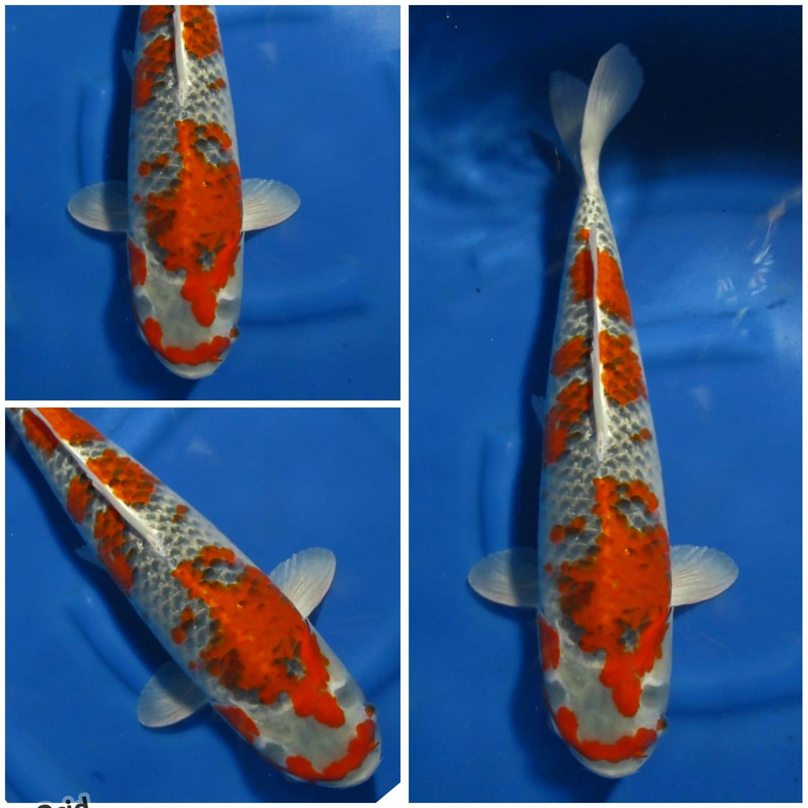 Lelang Koi Online, Jual Beli Ikan Koi, Pusat Jual Beli Koi, Info Lelang Koi Hari Ini, Platform Jual Beli Koi, Jual Beli Ikan Koi Online, Marketplace Ikan Koi, Jual Koi Terbaik, Tempat Beli Koi Berkualitas, Pasar Ikan Koi Online Terpercaya, Penjual Ikan Koi Terpercaya, Beli Koi Hias Online, Ikan Koi untuk Dijual, Koi Kualitas Terbaik, Toko Online Ikan Koi, Koi Hias Untuk Dijual, Jual Beli Ikan Koi Lokal, Koi Indonesia Online, Pusat Jual Beli Koi Terbesar