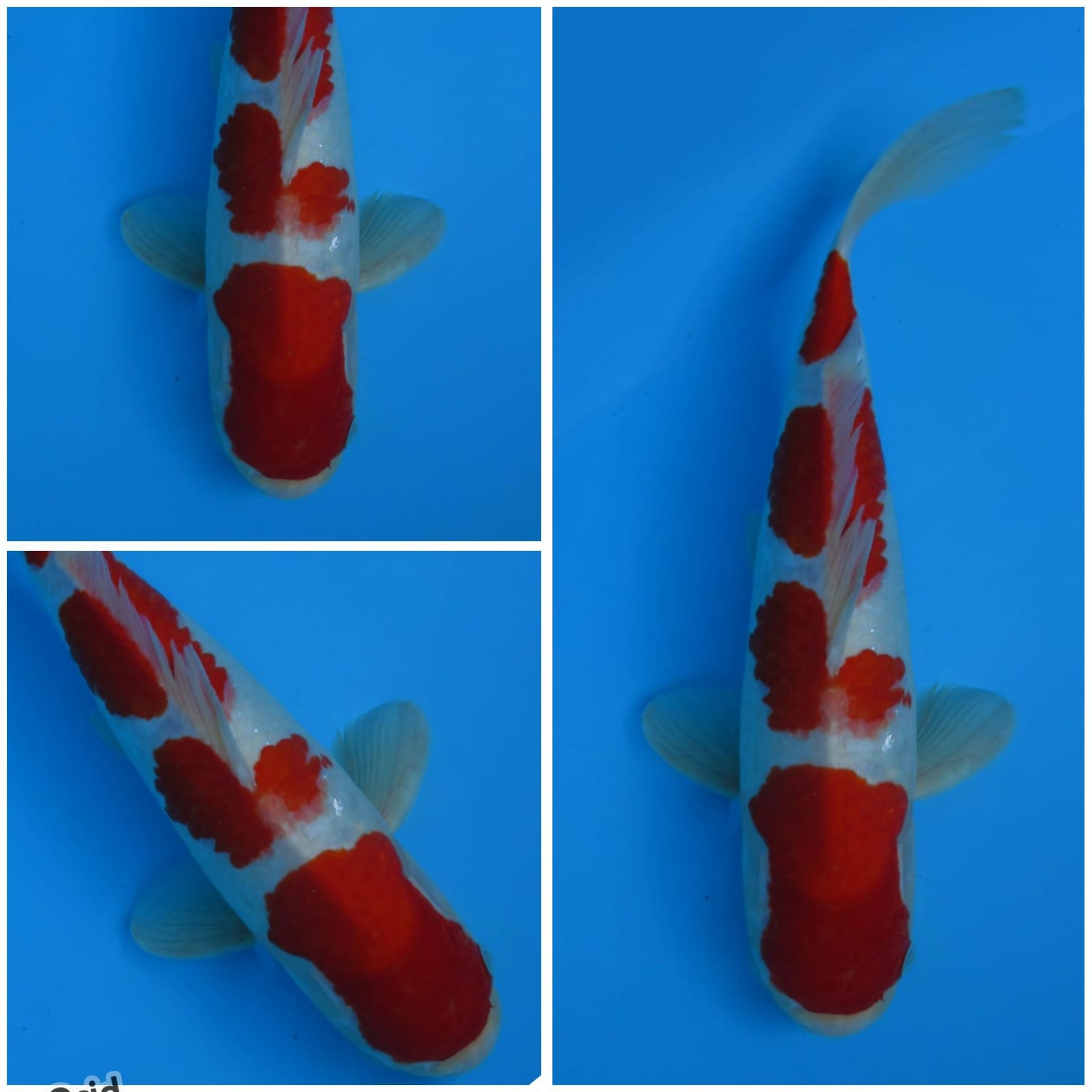 Lelang Koi Online, Jual Beli Ikan Koi, Pusat Jual Beli Koi, Info Lelang Koi Hari Ini, Platform Jual Beli Koi, Jual Beli Ikan Koi Online, Marketplace Ikan Koi, Jual Koi Terbaik, Tempat Beli Koi Berkualitas, Pasar Ikan Koi Online Terpercaya, Penjual Ikan Koi Terpercaya, Beli Koi Hias Online, Ikan Koi untuk Dijual, Koi Kualitas Terbaik, Toko Online Ikan Koi, Koi Hias Untuk Dijual, Jual Beli Ikan Koi Lokal, Koi Indonesia Online, Pusat Jual Beli Koi Terbesar