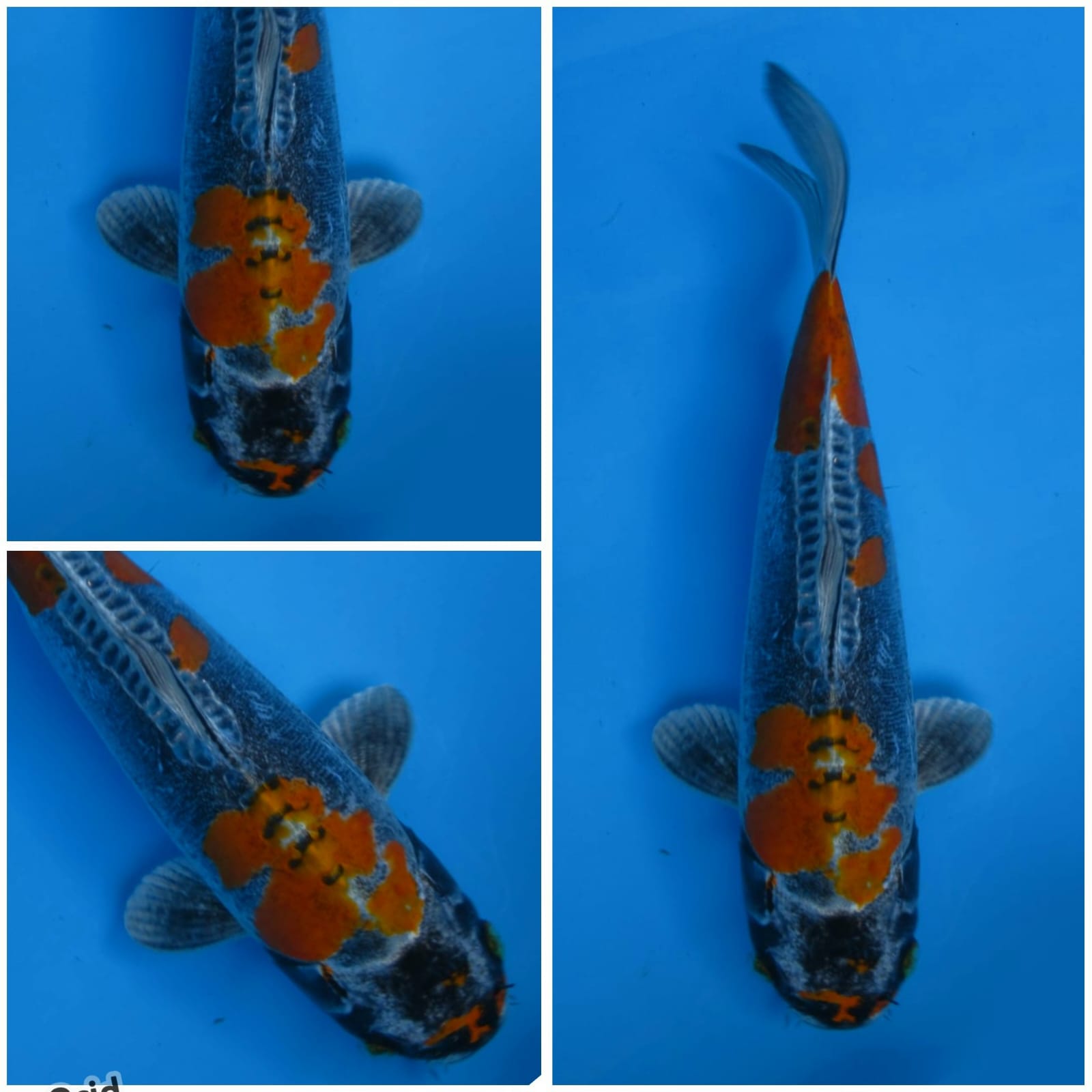 Lelang Koi Online, Jual Beli Ikan Koi, Pusat Jual Beli Koi, Info Lelang Koi Hari Ini, Platform Jual Beli Koi, Jual Beli Ikan Koi Online, Marketplace Ikan Koi, Jual Koi Terbaik, Tempat Beli Koi Berkualitas, Pasar Ikan Koi Online Terpercaya, Penjual Ikan Koi Terpercaya, Beli Koi Hias Online, Ikan Koi untuk Dijual, Koi Kualitas Terbaik, Toko Online Ikan Koi, Koi Hias Untuk Dijual, Jual Beli Ikan Koi Lokal, Koi Indonesia Online, Pusat Jual Beli Koi Terbesar