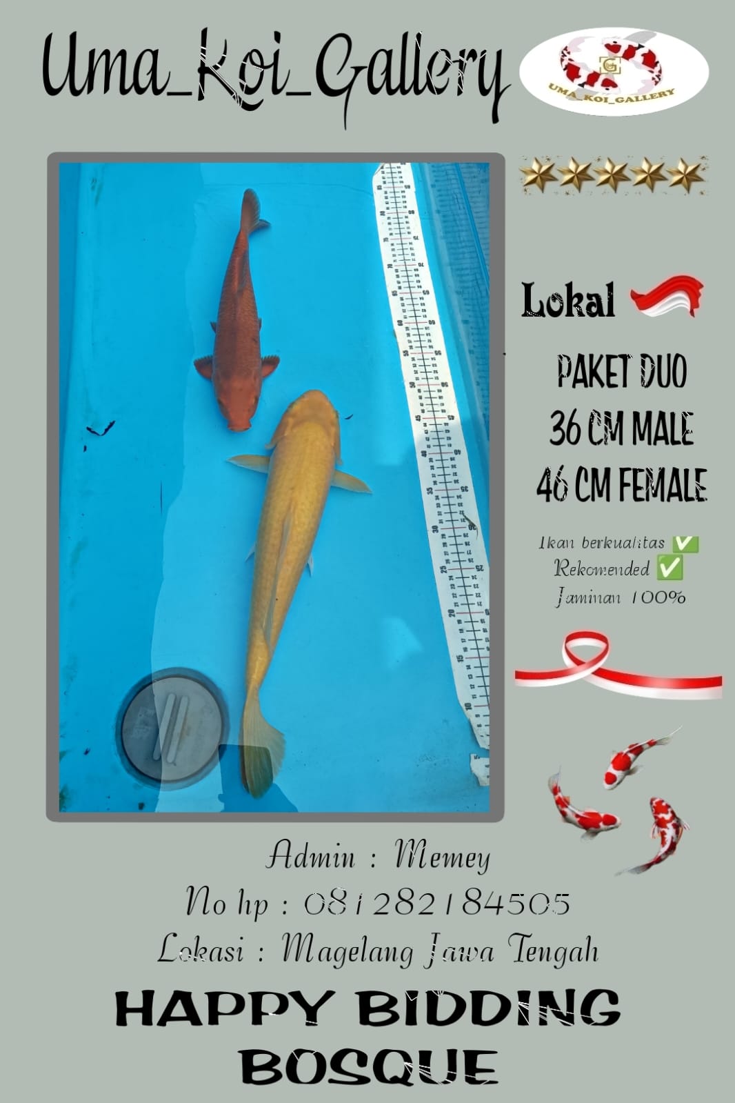 Lelang Koi Online, Jual Beli Ikan Koi, Pusat Jual Beli Koi, Info Lelang Koi Hari Ini, Platform Jual Beli Koi, Jual Beli Ikan Koi Online, Marketplace Ikan Koi, Jual Koi Terbaik, Tempat Beli Koi Berkualitas, Pasar Ikan Koi Online Terpercaya, Penjual Ikan Koi Terpercaya, Beli Koi Hias Online, Ikan Koi untuk Dijual, Koi Kualitas Terbaik, Toko Online Ikan Koi, Koi Hias Untuk Dijual, Jual Beli Ikan Koi Lokal, Koi Indonesia Online, Pusat Jual Beli Koi Terbesar