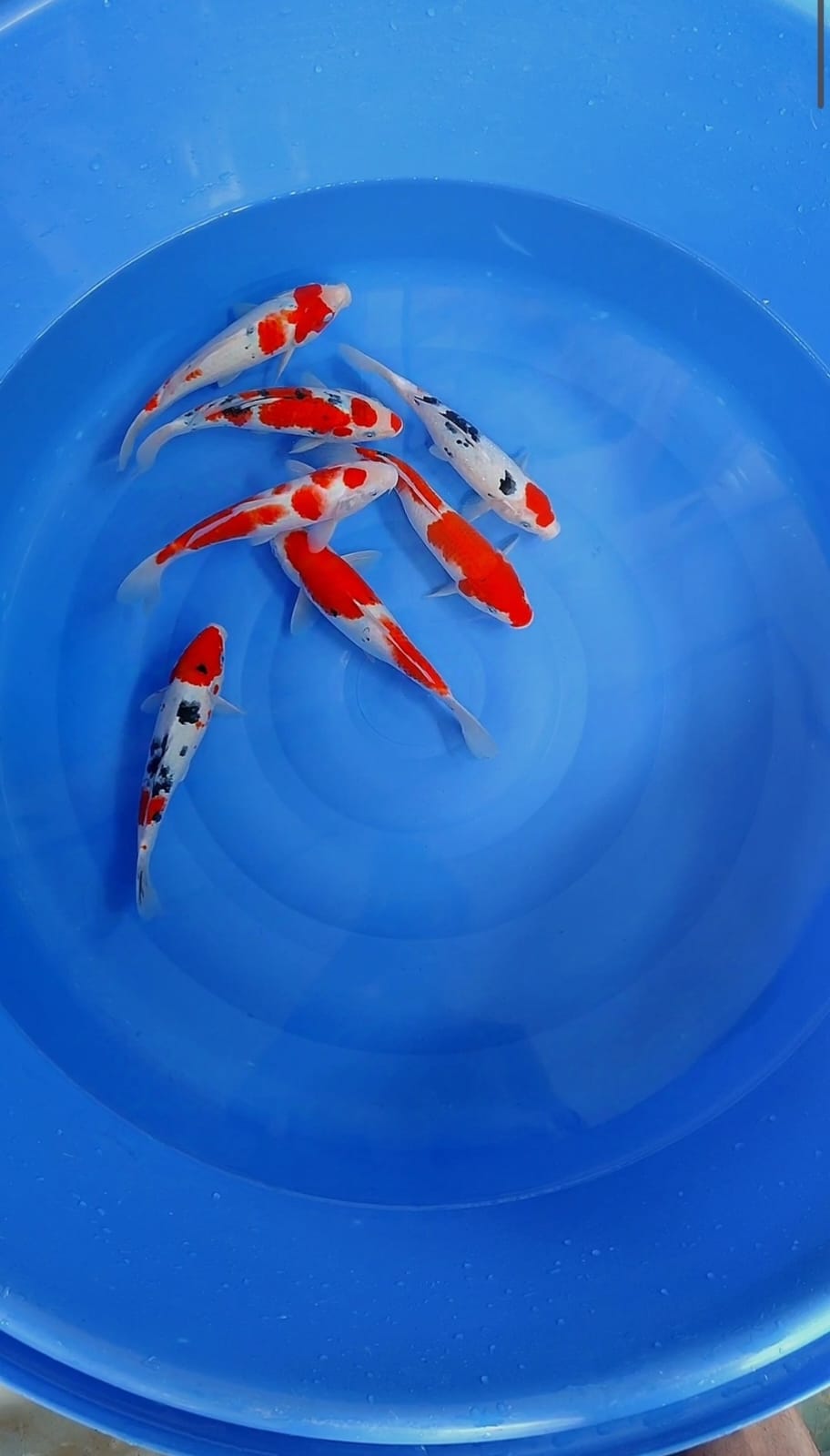 Lelang Koi Online, Jual Beli Ikan Koi, Pusat Jual Beli Koi, Info Lelang Koi Hari Ini, Platform Jual Beli Koi, Jual Beli Ikan Koi Online, Marketplace Ikan Koi, Jual Koi Terbaik, Tempat Beli Koi Berkualitas, Pasar Ikan Koi Online Terpercaya, Penjual Ikan Koi Terpercaya, Beli Koi Hias Online, Ikan Koi untuk Dijual, Koi Kualitas Terbaik, Toko Online Ikan Koi, Koi Hias Untuk Dijual, Jual Beli Ikan Koi Lokal, Koi Indonesia Online, Pusat Jual Beli Koi Terbesar