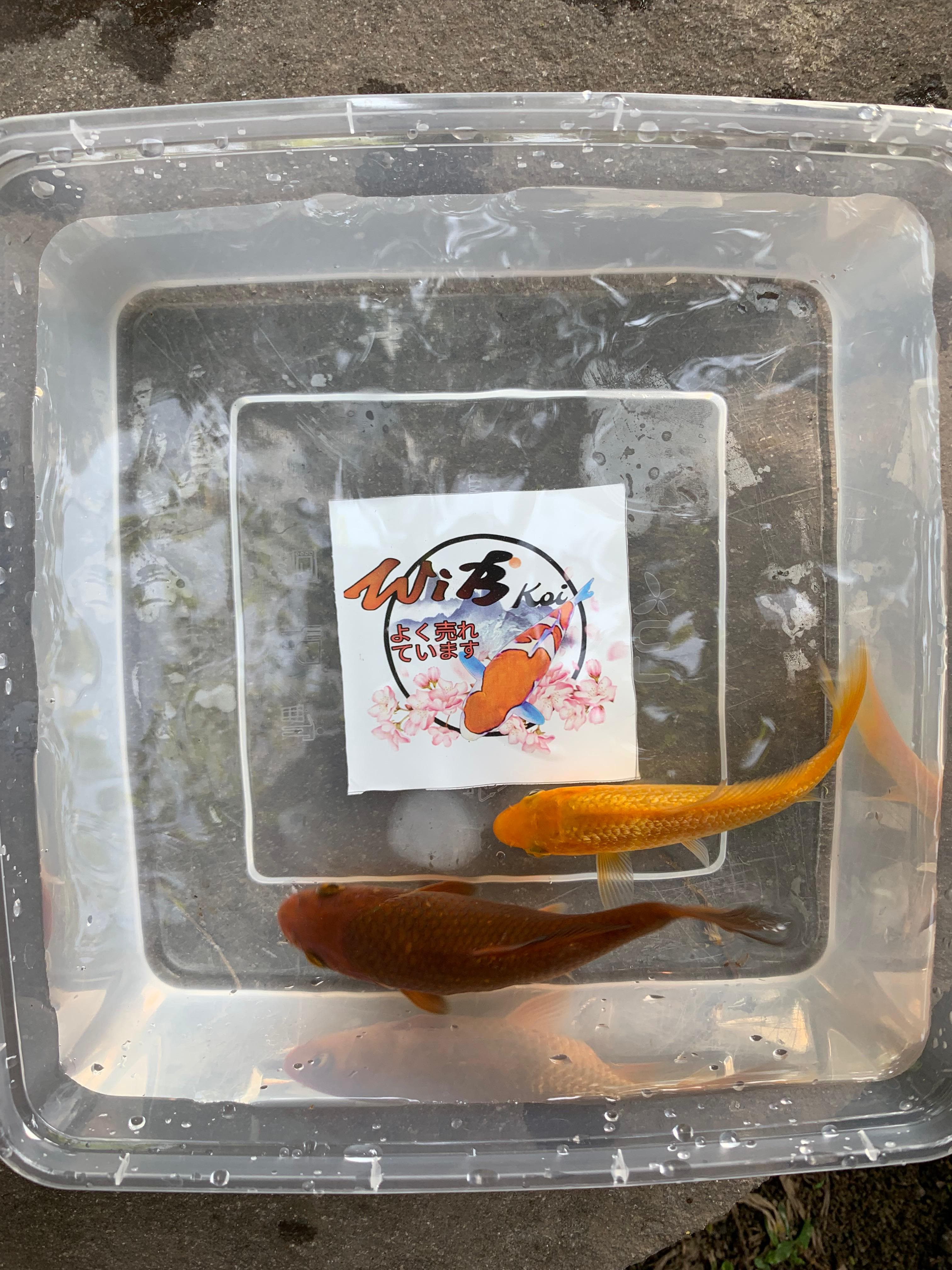 Lelang Koi Online, Jual Beli Ikan Koi, Pusat Jual Beli Koi, Info Lelang Koi Hari Ini, Platform Jual Beli Koi, Jual Beli Ikan Koi Online, Marketplace Ikan Koi, Jual Koi Terbaik, Tempat Beli Koi Berkualitas, Pasar Ikan Koi Online Terpercaya, Penjual Ikan Koi Terpercaya, Beli Koi Hias Online, Ikan Koi untuk Dijual, Koi Kualitas Terbaik, Toko Online Ikan Koi, Koi Hias Untuk Dijual, Jual Beli Ikan Koi Lokal, Koi Indonesia Online, Pusat Jual Beli Koi Terbesar