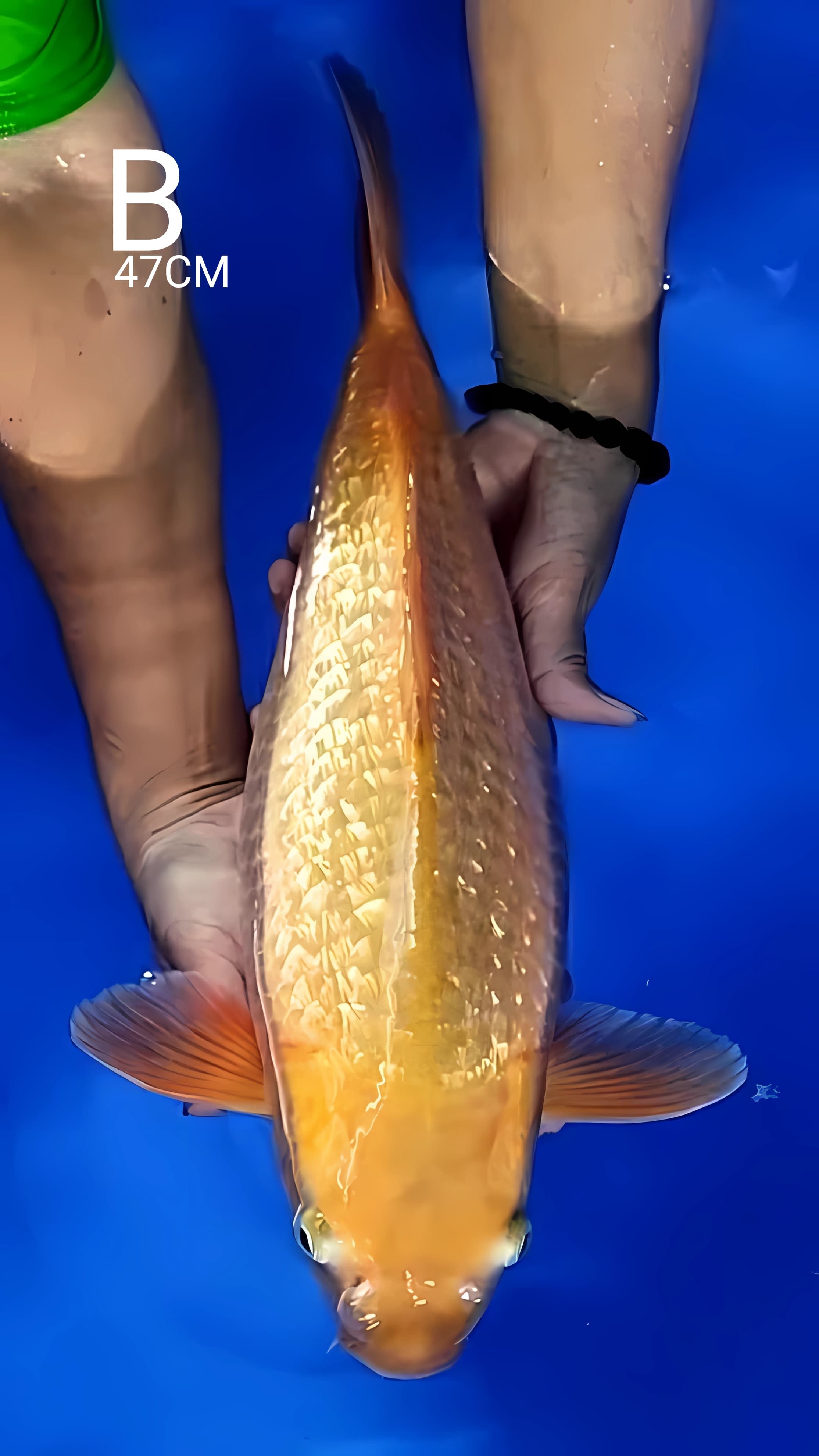 Lelang Koi Online, Jual Beli Ikan Koi, Pusat Jual Beli Koi, Info Lelang Koi Hari Ini, Platform Jual Beli Koi, Jual Beli Ikan Koi Online, Marketplace Ikan Koi, Jual Koi Terbaik, Tempat Beli Koi Berkualitas, Pasar Ikan Koi Online Terpercaya, Penjual Ikan Koi Terpercaya, Beli Koi Hias Online, Ikan Koi untuk Dijual, Koi Kualitas Terbaik, Toko Online Ikan Koi, Koi Hias Untuk Dijual, Jual Beli Ikan Koi Lokal, Koi Indonesia Online, Pusat Jual Beli Koi Terbesar