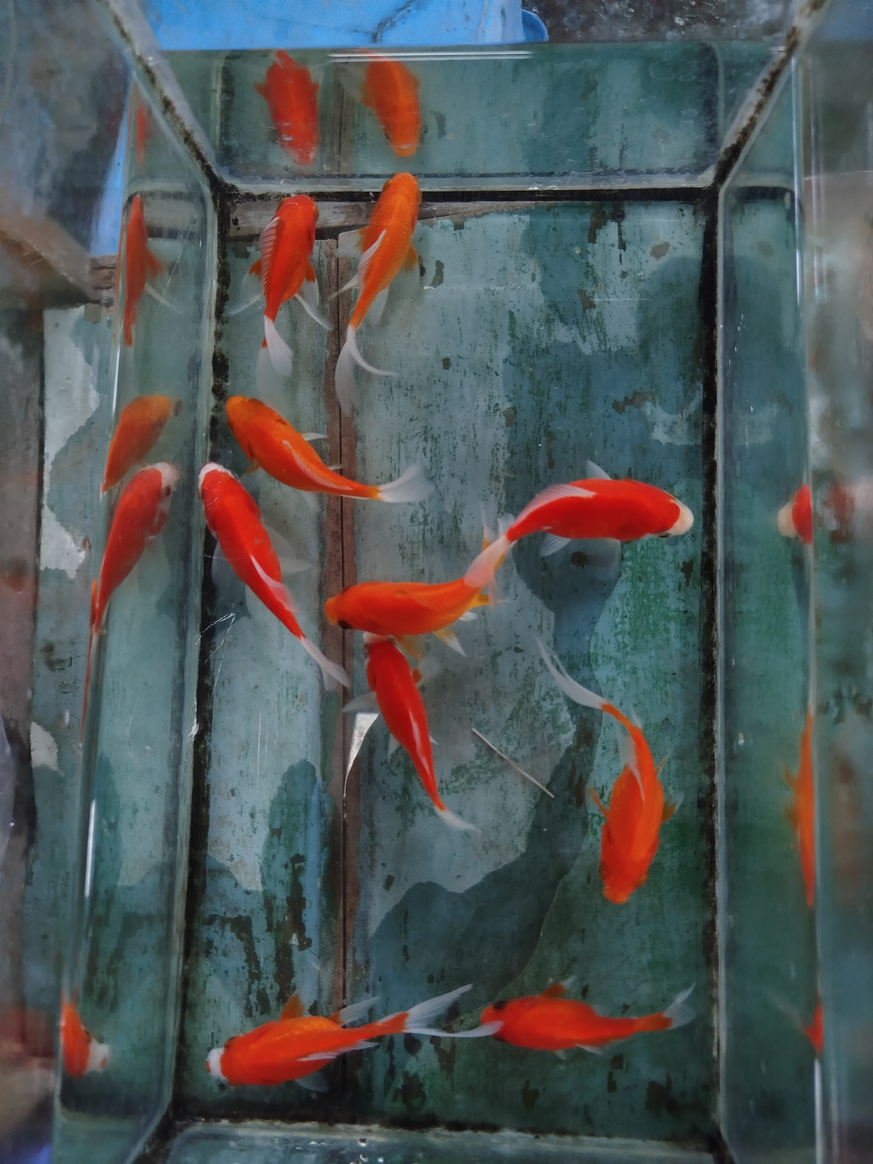 Lelang Koi Online, Jual Beli Ikan Koi, Pusat Jual Beli Koi, Info Lelang Koi Hari Ini, Platform Jual Beli Koi, Jual Beli Ikan Koi Online, Marketplace Ikan Koi, Jual Koi Terbaik, Tempat Beli Koi Berkualitas, Pasar Ikan Koi Online Terpercaya, Penjual Ikan Koi Terpercaya, Beli Koi Hias Online, Ikan Koi untuk Dijual, Koi Kualitas Terbaik, Toko Online Ikan Koi, Koi Hias Untuk Dijual, Jual Beli Ikan Koi Lokal, Koi Indonesia Online, Pusat Jual Beli Koi Terbesar