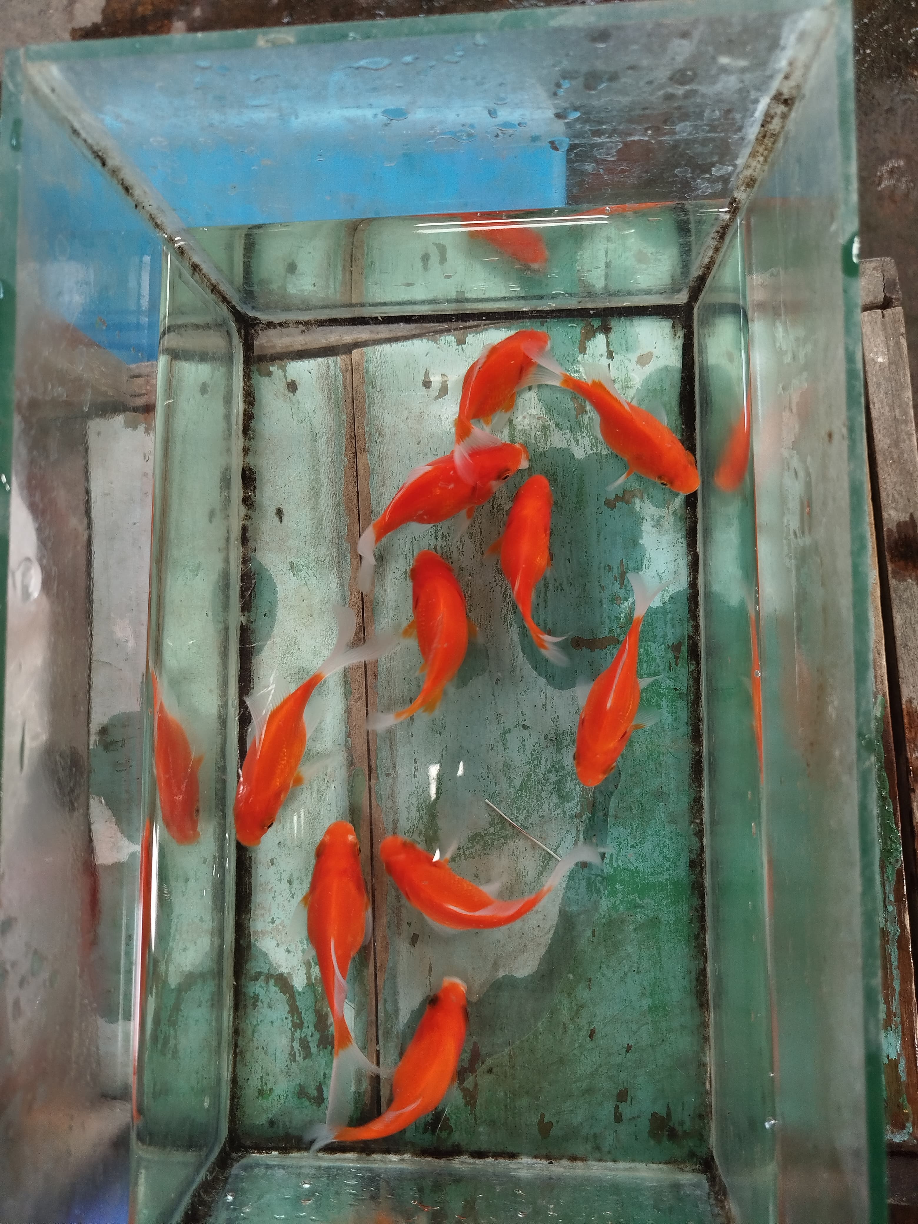 Lelang Koi Online, Jual Beli Ikan Koi, Pusat Jual Beli Koi, Info Lelang Koi Hari Ini, Platform Jual Beli Koi, Jual Beli Ikan Koi Online, Marketplace Ikan Koi, Jual Koi Terbaik, Tempat Beli Koi Berkualitas, Pasar Ikan Koi Online Terpercaya, Penjual Ikan Koi Terpercaya, Beli Koi Hias Online, Ikan Koi untuk Dijual, Koi Kualitas Terbaik, Toko Online Ikan Koi, Koi Hias Untuk Dijual, Jual Beli Ikan Koi Lokal, Koi Indonesia Online, Pusat Jual Beli Koi Terbesar